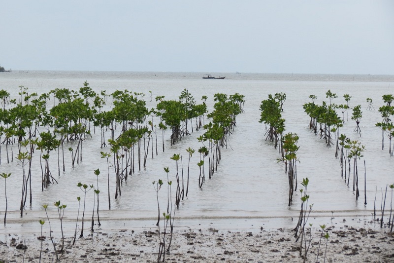 Pohon mangrove yang baru beberapa bulan ditanam. 