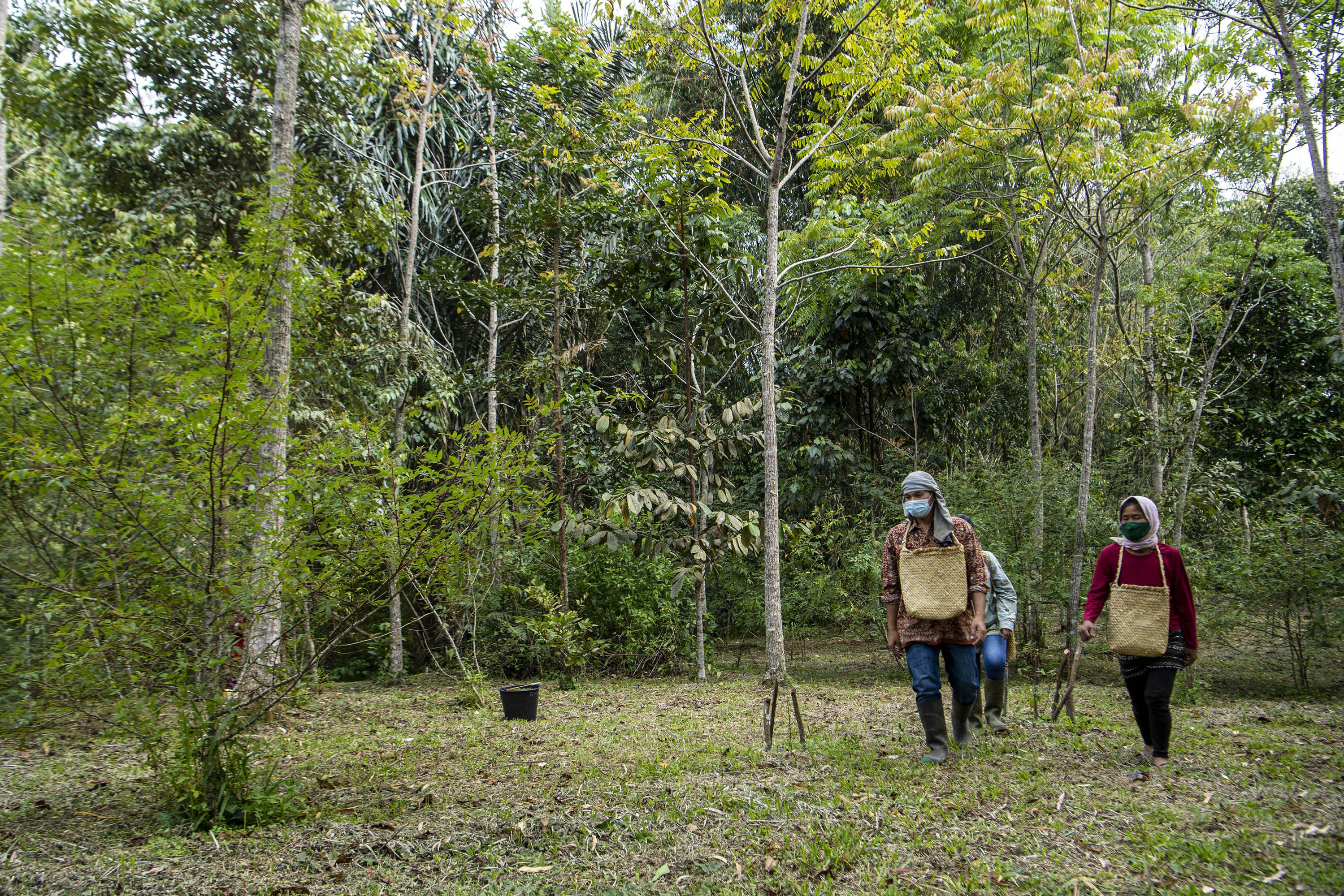 Sejumlah petani berjalan di perkebunan andaliman, Desa Ps Lumban Julu, Kabupaten Toba Samosir, Sumatera Utara.
