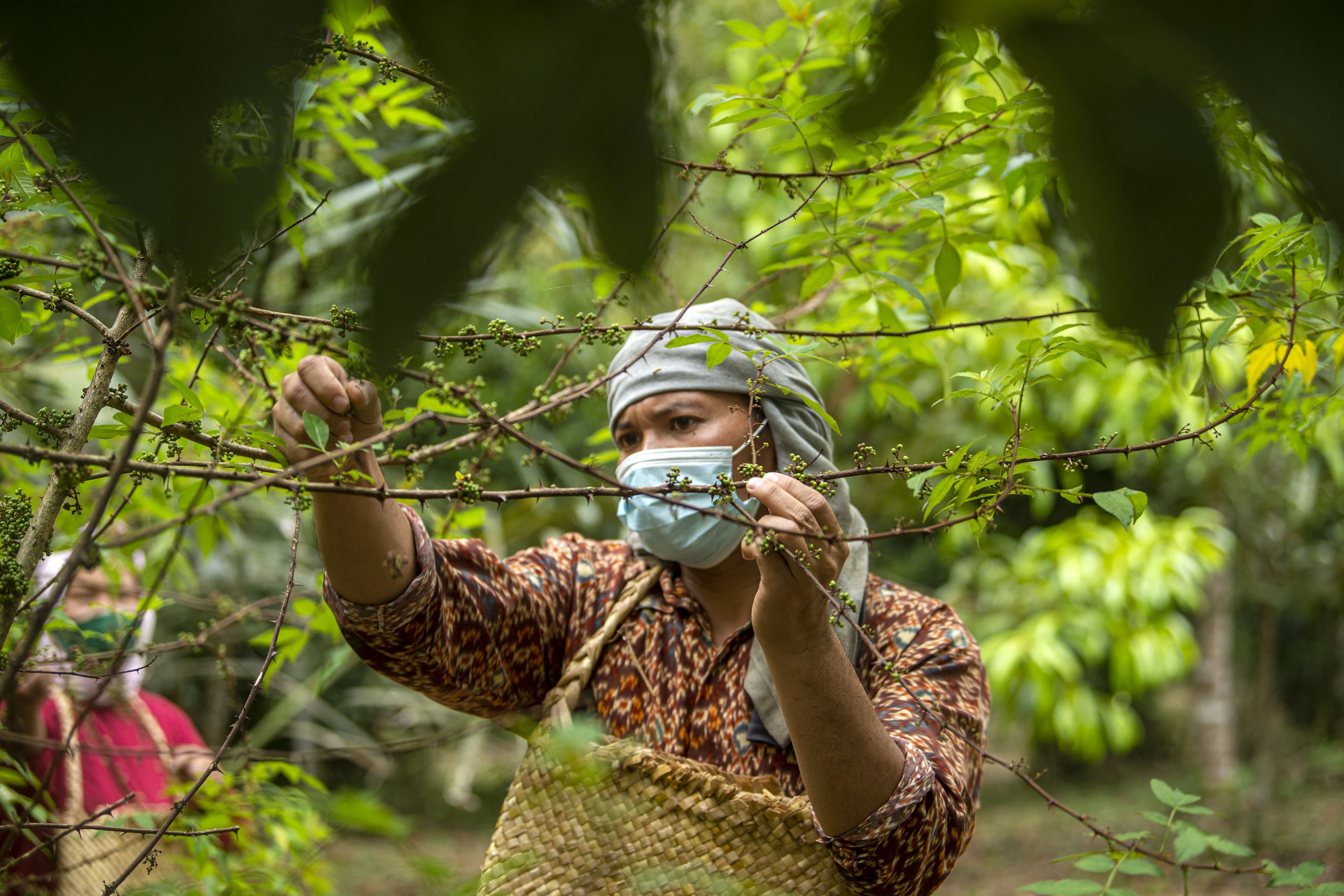 Petani memetik buah andaliman di kawasan perkebunan Desa Ps Lumban Julu, Kabupaten Toba Samosir, Sumatera Utara.