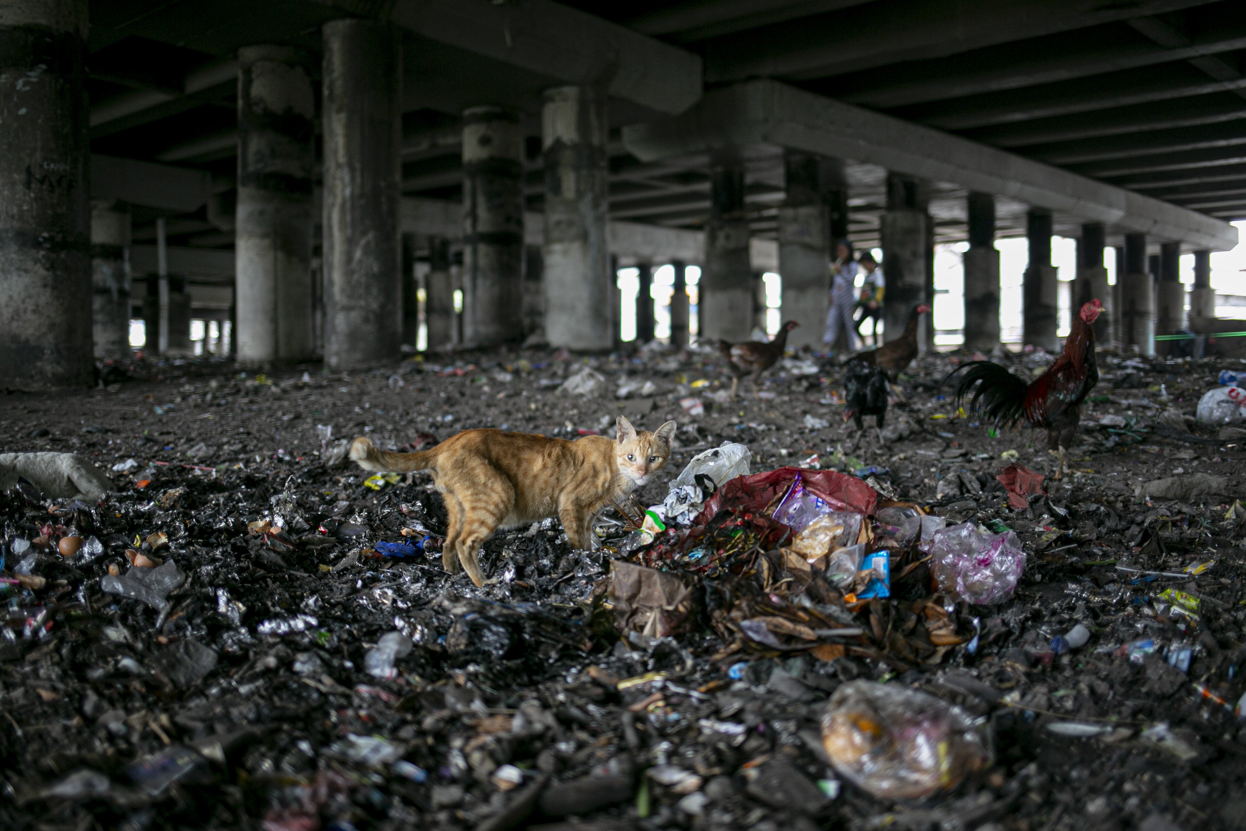 Seekor Kucing mencari makanan ditumpukan sampah di kolong Tol Ir. Wiyoto Wiyono di RW 08, Papanggo, Tanjung Priok, Jakarta Utara.