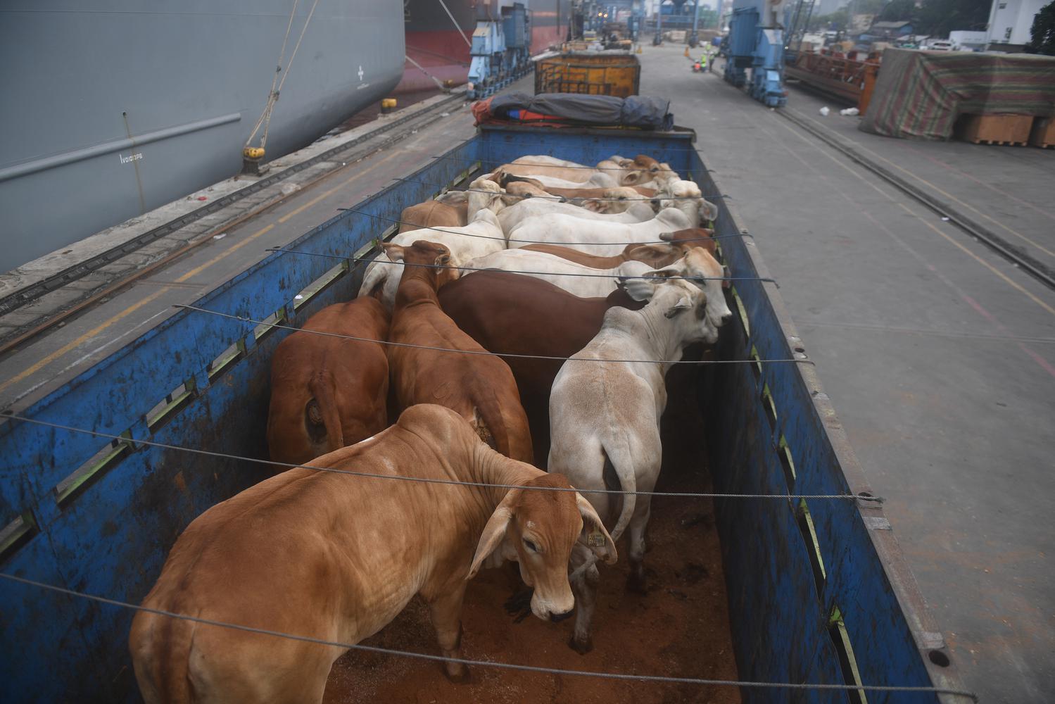 Sapi impor dari Australia berada di dalam truk usai diturunkan dari kapal di Pelabuhan Tanjung Priok, Jakarta, Kamis (15/4/2021). 