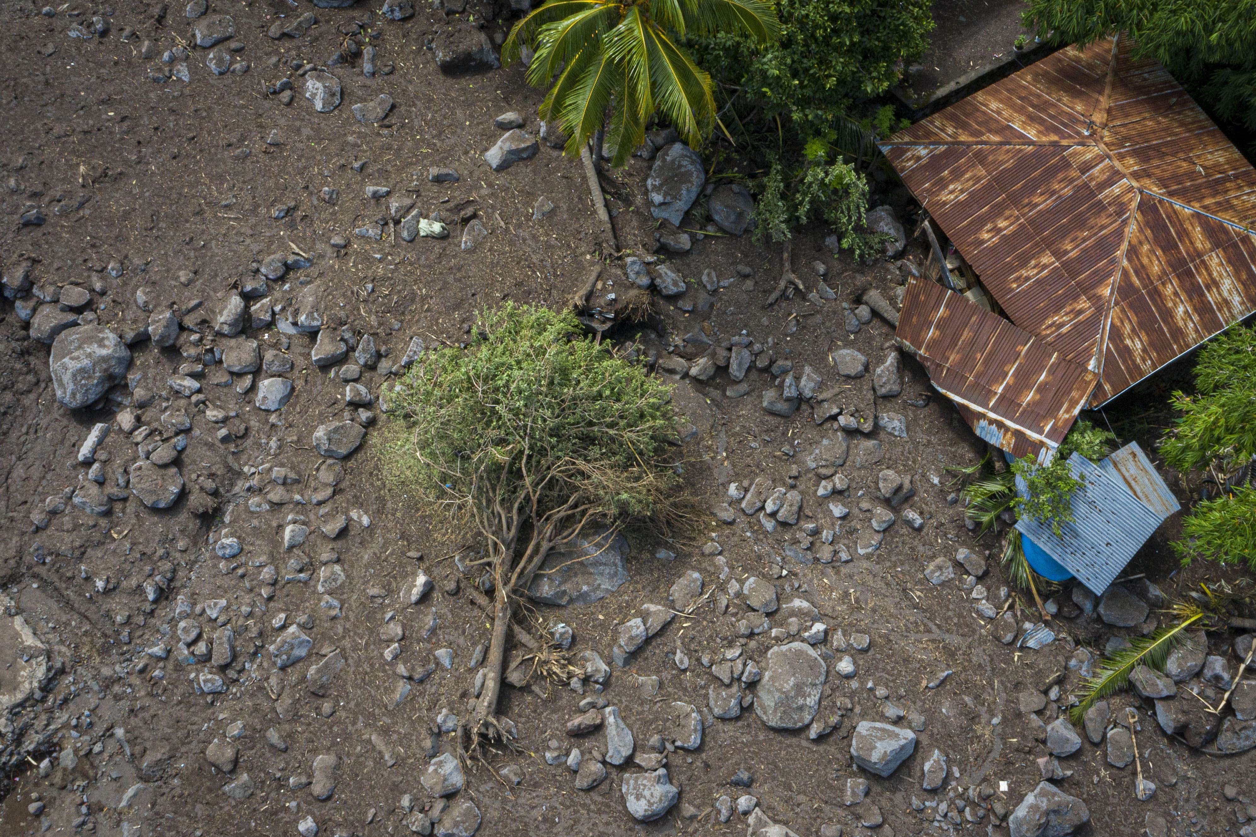 Sebuah pohon tumbang akibat tanah longsor di Desa Nelelamadike, Ile Boleng, Kabupaten Flores Timur, Nusa Tenggara Timur (NTT).