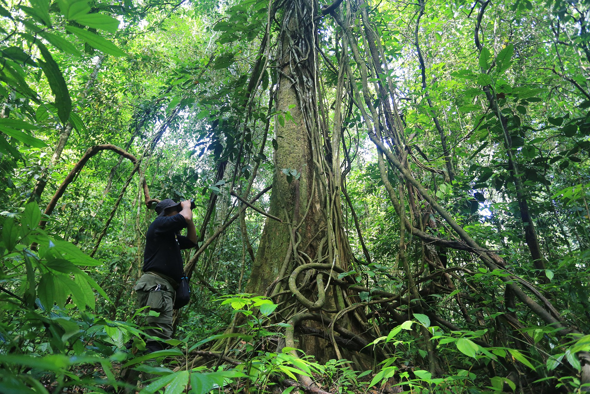 Seorang Jagawana mengamati keberadaan Orangutan Sumatra (Pongo Abelii) di Kawasan Ekosistem Leuser