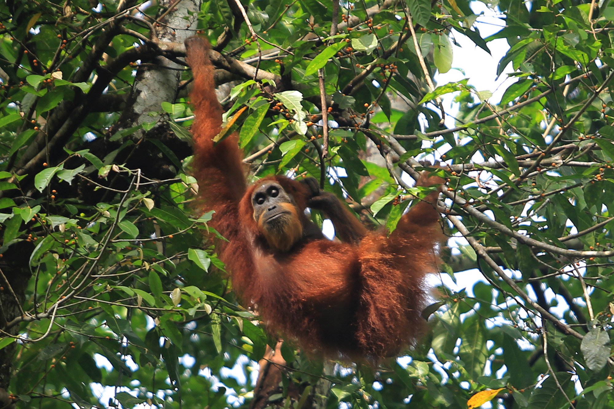 Seekor Orangutan Sumatra (Pongo Abelii) menampakkan diri saat Jagawana berpatroli di Kawasan Ekosistem Leuser