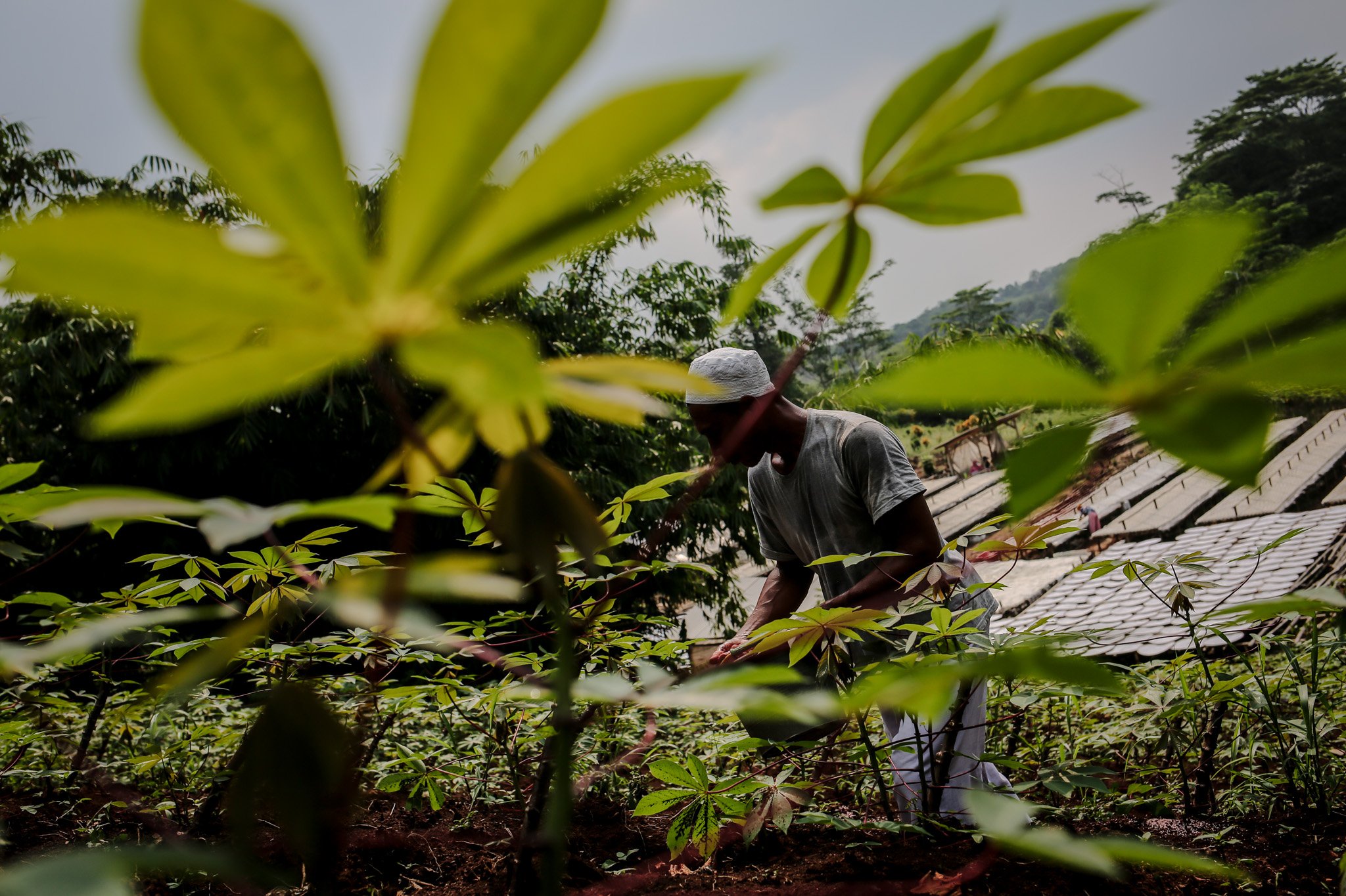 Pekerja menebar pupuk di ladang singkong di Industri rumahan pembuat tepung tapioka Kawasan Legok Nyenang, Kadumanggu, Kabupaten Bogor, Minggu (1/8/2021). Di lahan seluas 1,5 hektar pekerja mampu menghasilkan 3 - 4 ton dalam sehari dengan harga jual Rp. 10.000 /kilogram, namun di masa pandemi Covid-19 pekerja mengaku alami penurunan harga jual menjadi Rp. 6.000 /kilogram.