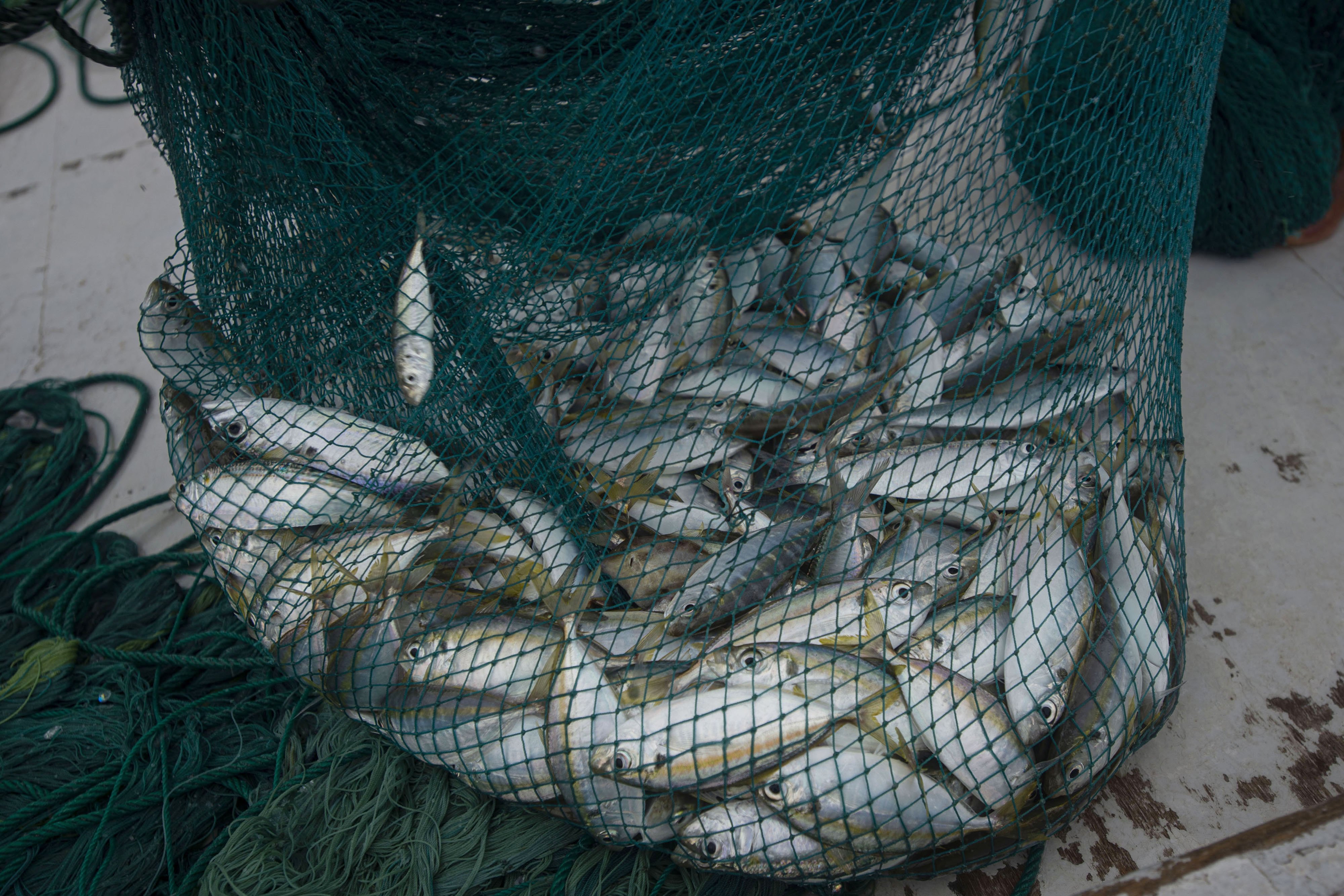 Hasil tangkapan ikan dari wilayah perairan di laut dekat Pulau Sabira, sebuah pulau paling utara yang berada di Kepulauan Seribu, Provinsi DKI Jakarta. Hari demi hari jumlah nelayan di Sabira terus berkurang, Sebelum tahun 2000-an dermaga dipenuhi 55 kapal nelayan, tetapi kini jumlahnya tak lebih dari 15