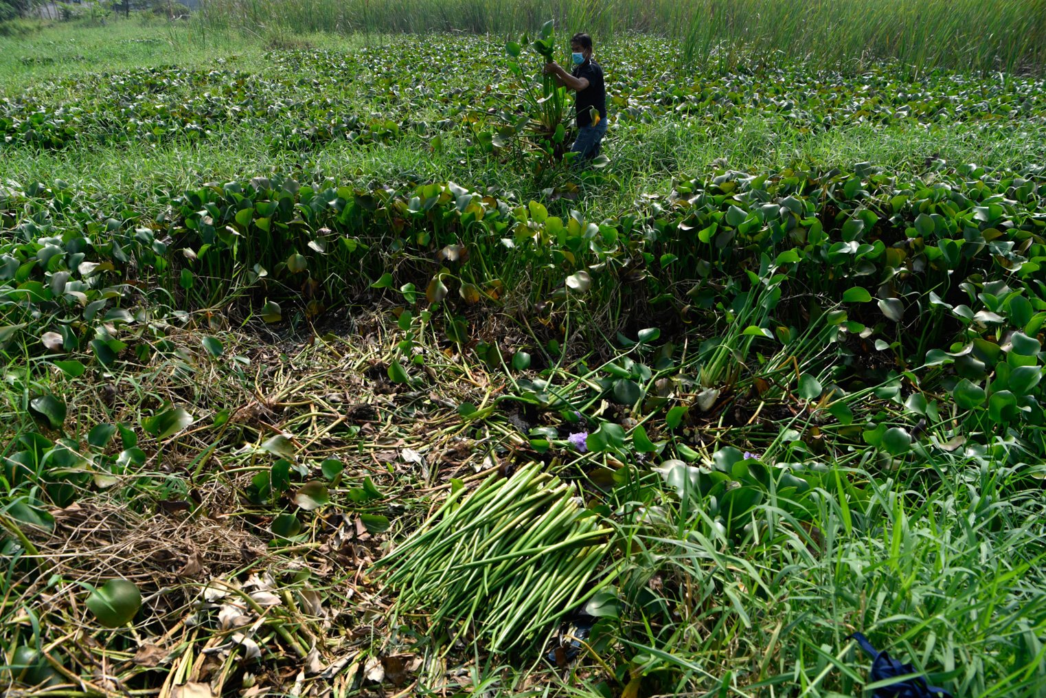 Pekerja memilah tanaman eceng gondok untuk diolah menjadi kerajinan tangan yang berbahan dasar batang enceng gondok kering di UMKM Win\'s Rajut, Pasuruan, Jawa Timur,