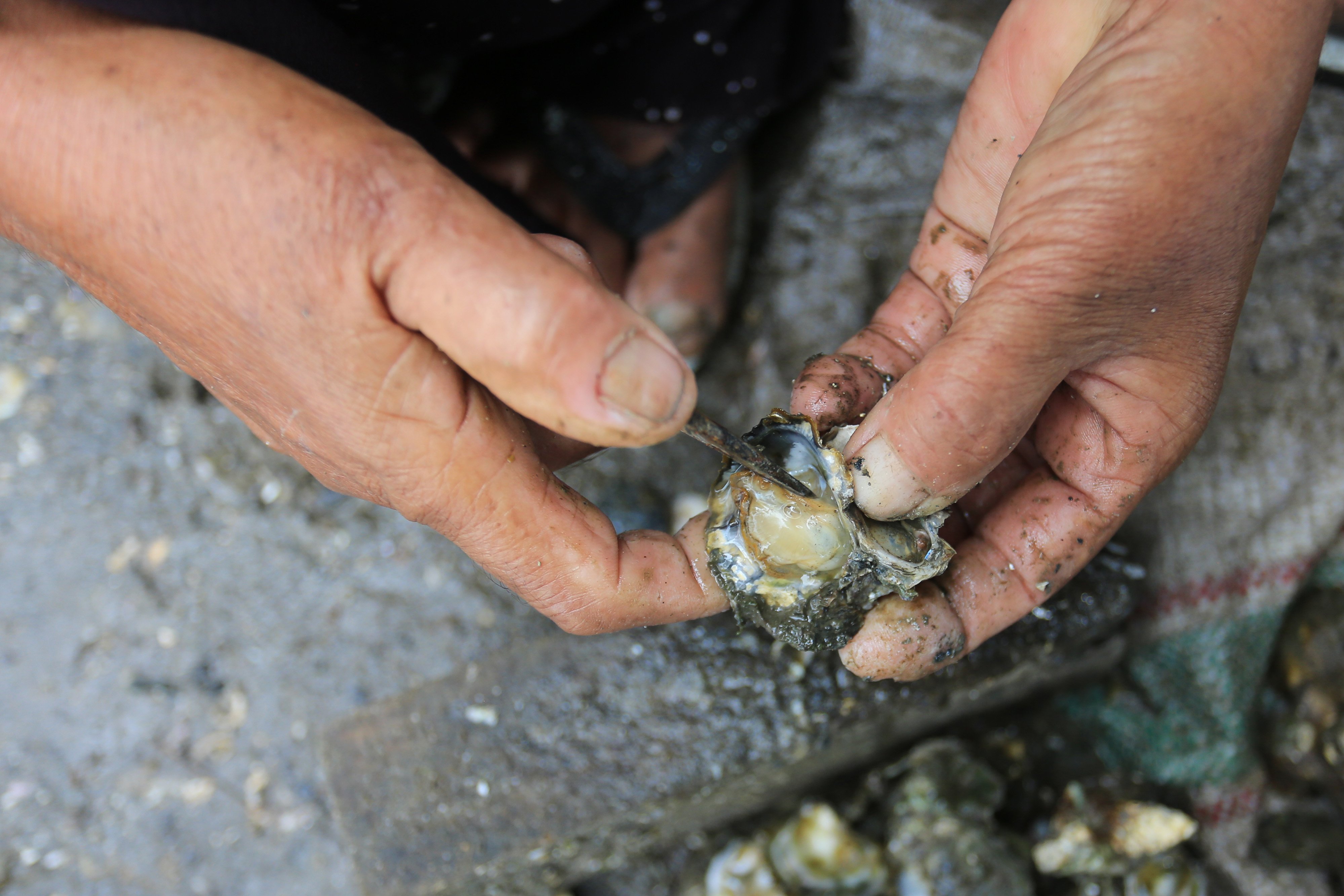 Pekerja mencokel satu demi satu karang batu dan kulit tiram untuk diambil dagingnya. Tak jarang kaki dan tangan mereka berdarah kena karang namun rasa sakit tersebut seketika hilang setelah mendapatkan tiram. Mereka biasanya mulai kerja pukul 7.30 wib sampai 12.30 wib, Desa Alue Naga, Kecamatan Syiah Kuala, Banda Aceh, Kamis (7/10/2021).