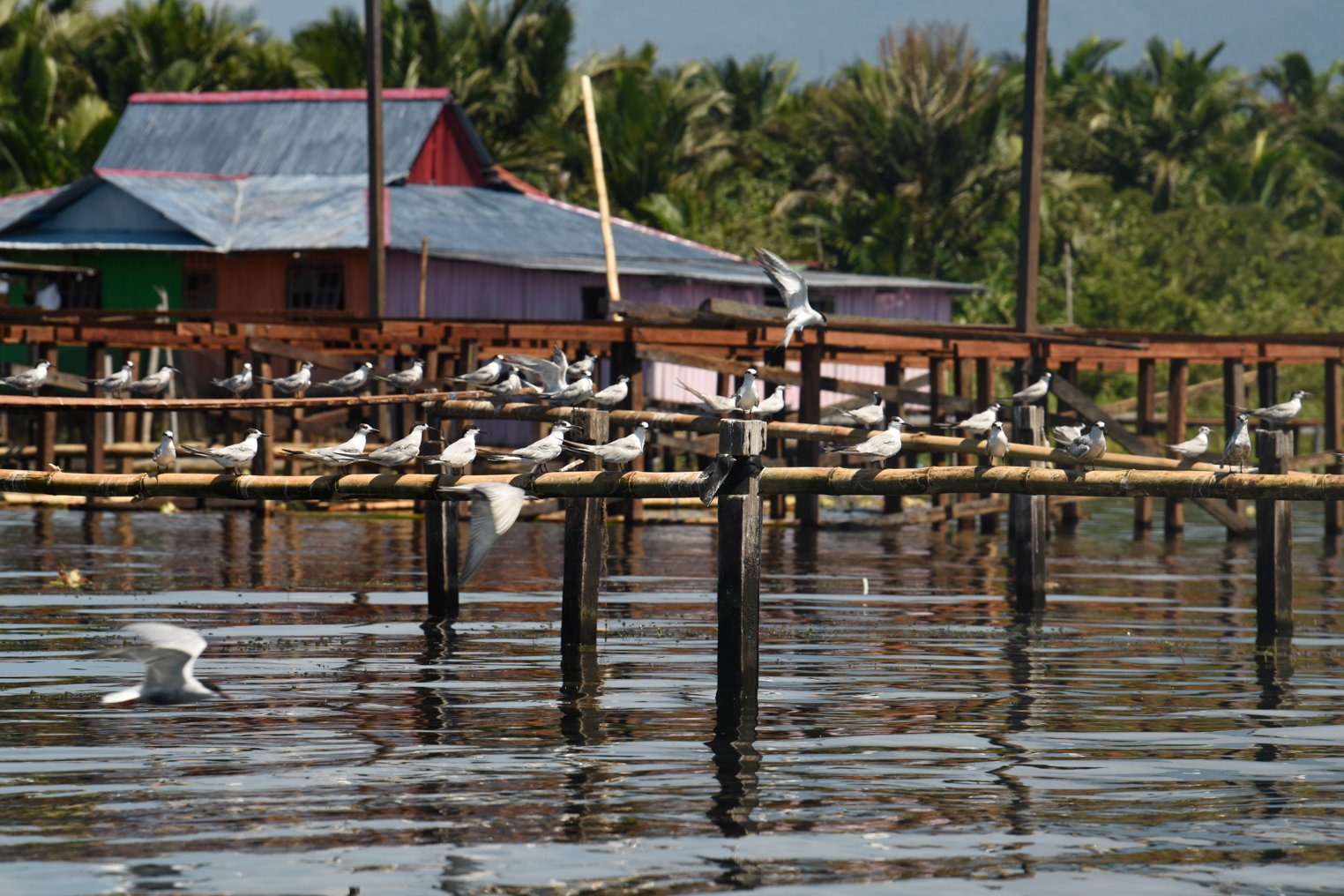 Burung dara laut bertengger di sekitar oemukiman warga Kampung Yoboi, Distrik Sentani, Jayapura