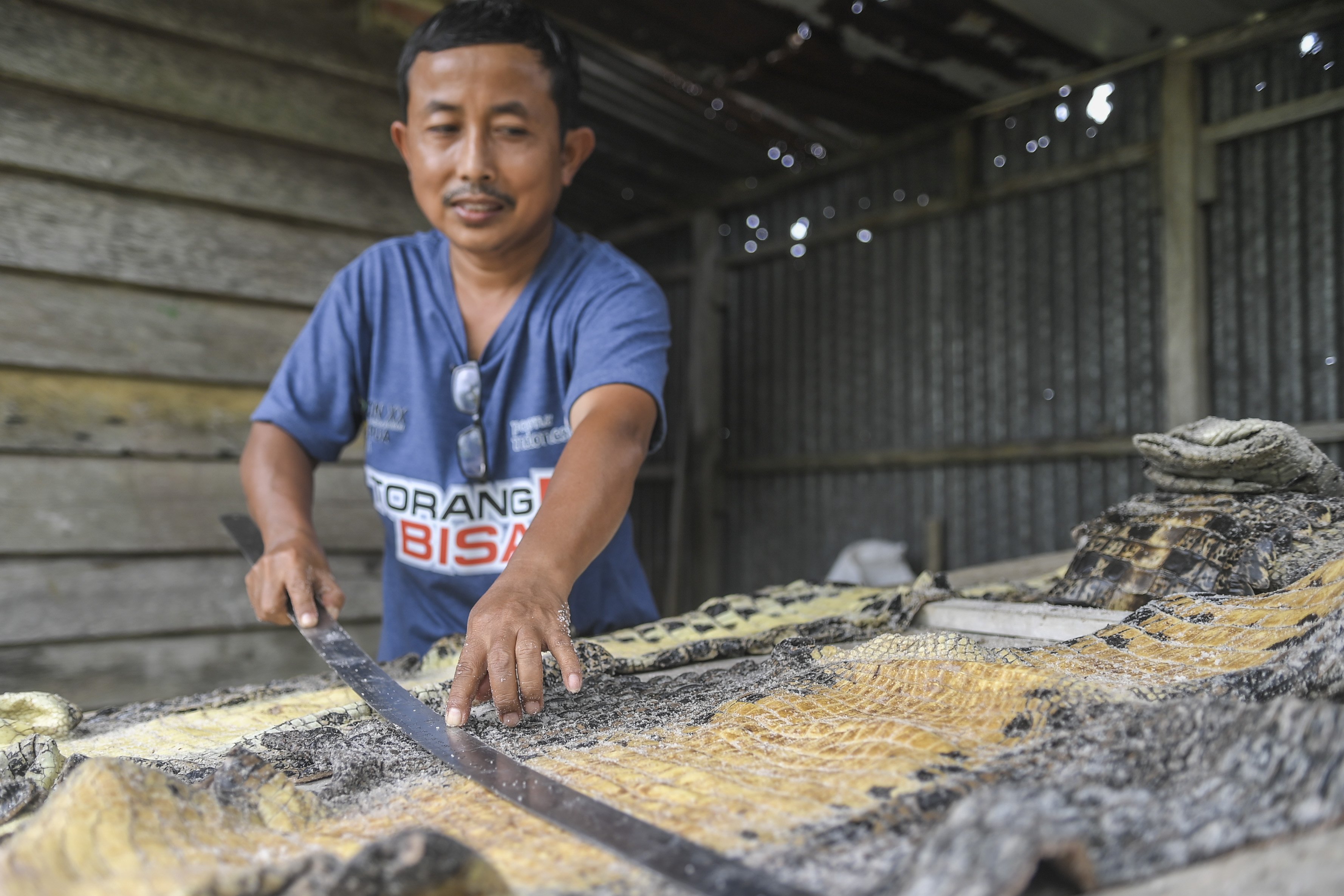 Khusni Hidayat salah satu pengrajin kulit buaya mengukur kulit buaya menggunakan penggaris besi untuk dibuat pola kerajinan tangan di Merauke, Papua.