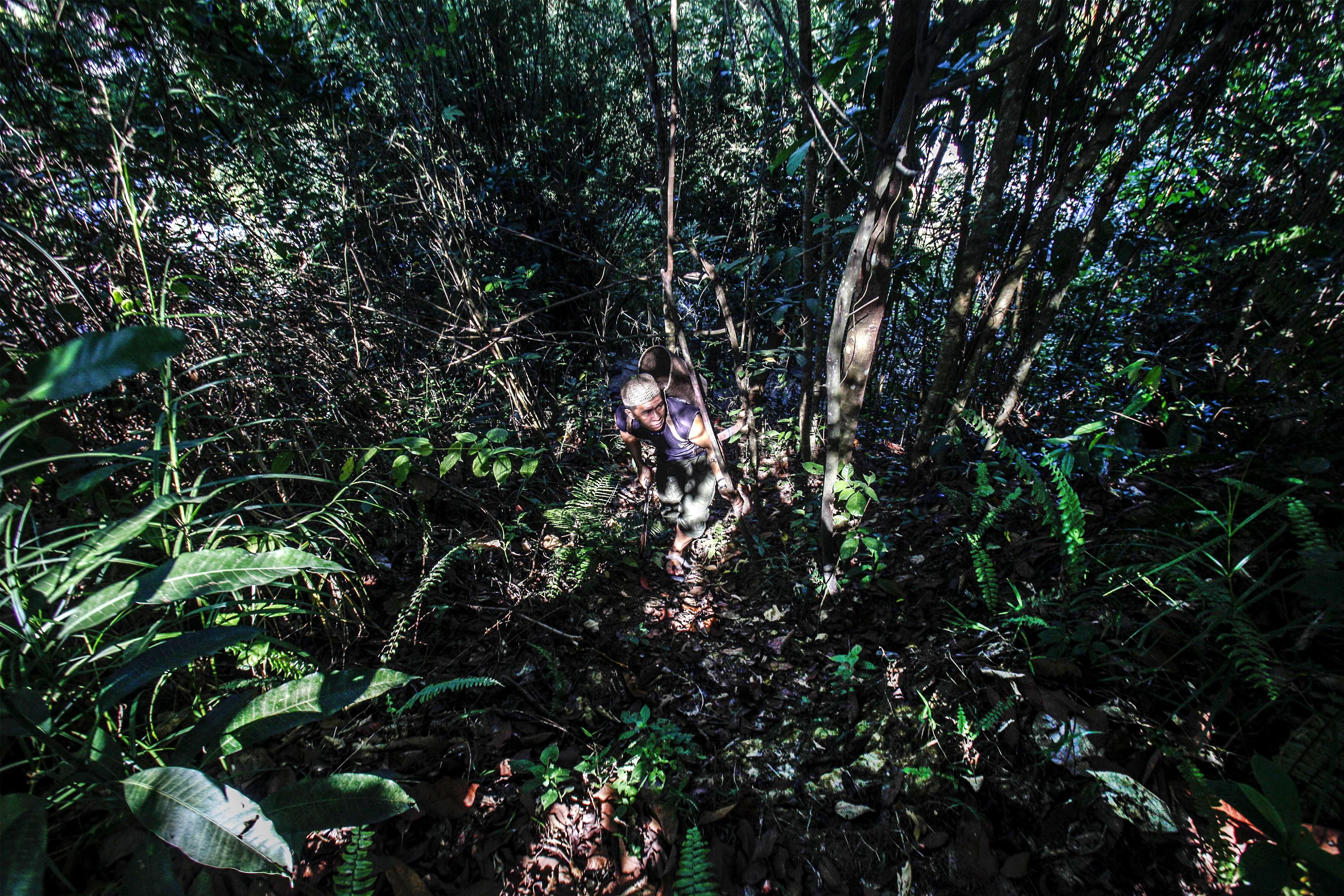 Seorang pekerja menyusuri hutan mencari bahan baku akar (bajaka) untuk diracik menjadi obat kesehatan di Balikpapan, Kalimantan Timur.