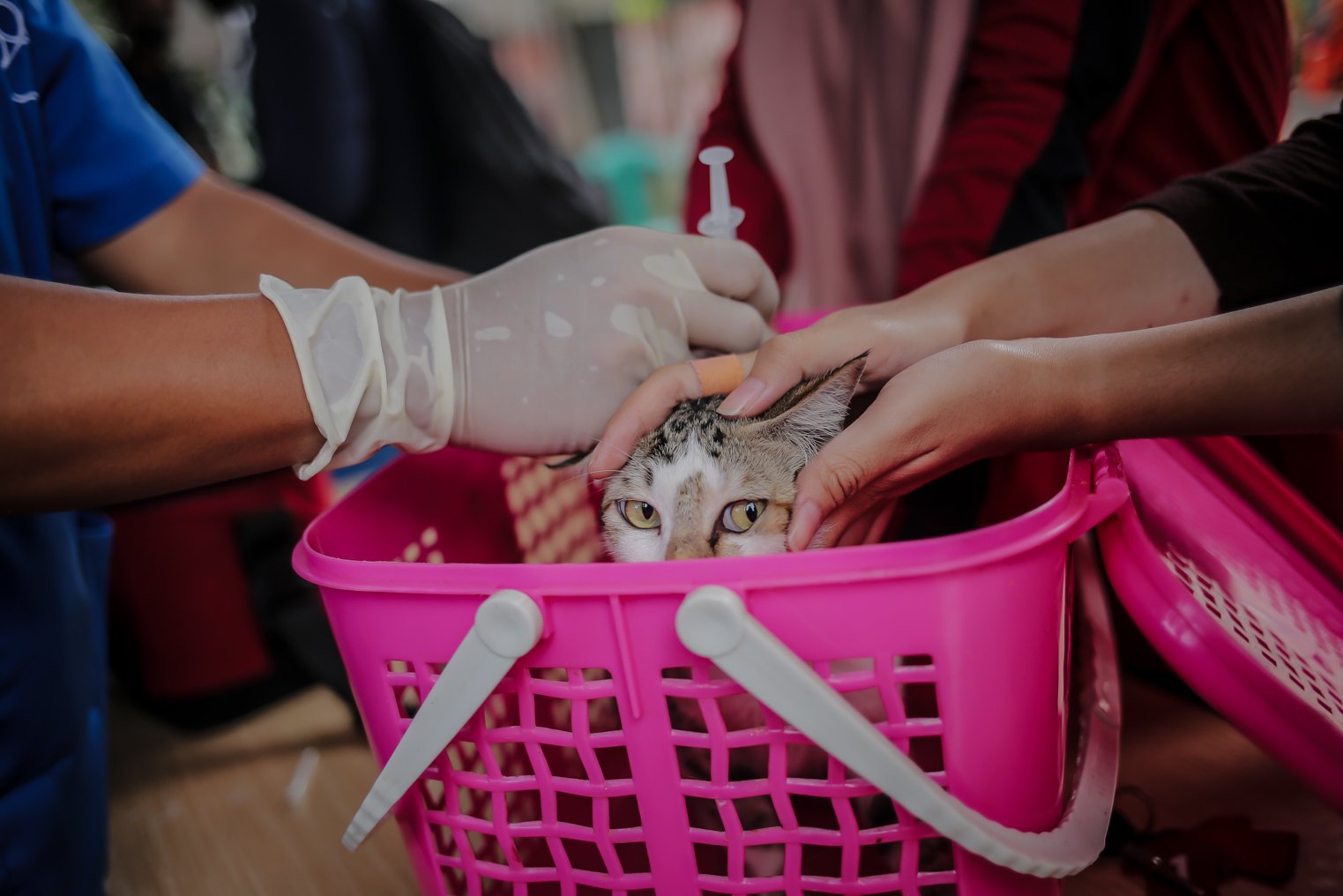 Petugas Suku Dinas Ketahanan Pangan, Kelautan, dan Pertanian (KPKP) Jakarta Selatan menyuntikkan vaksin rabies pada kucing peliharaan milik warga di Kantor Kelurahan Kebon Baru, Jakarta, Selasa (16/11/2021). Suku Dinas Ketahanan Pangan, Kelautan, dan Pertanian (KPKP) terus menggenjot sebaran vaksinasi rabies secara gratis guna mewujudkan Ibu Kota bebas rabies pada 2022.