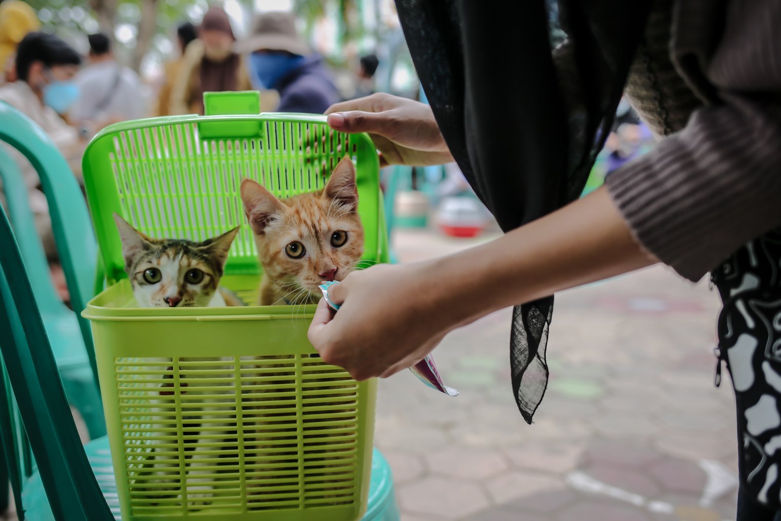 Sejumlah warga memberikan makan kucing peliharaannya saat megantre untuk mendapatkan vaksin rabies yang digelar Suku Dinas Ketahanan Pangan, Kelautan, dan Pertanian (KPKP) Jakarta Selatan pada kucing peliharaan milik warga di Kantor Kelurahan Kebon Baru, Jakarta, Selasa (16/11/2021). Sudin KPKP Kota Administrasi Jakarta Selatan Kecamatan Tebet menyediakan sebanyak 250 dosis vaksin rabies dalam kegiatan vaksinasi gratis tersebut.