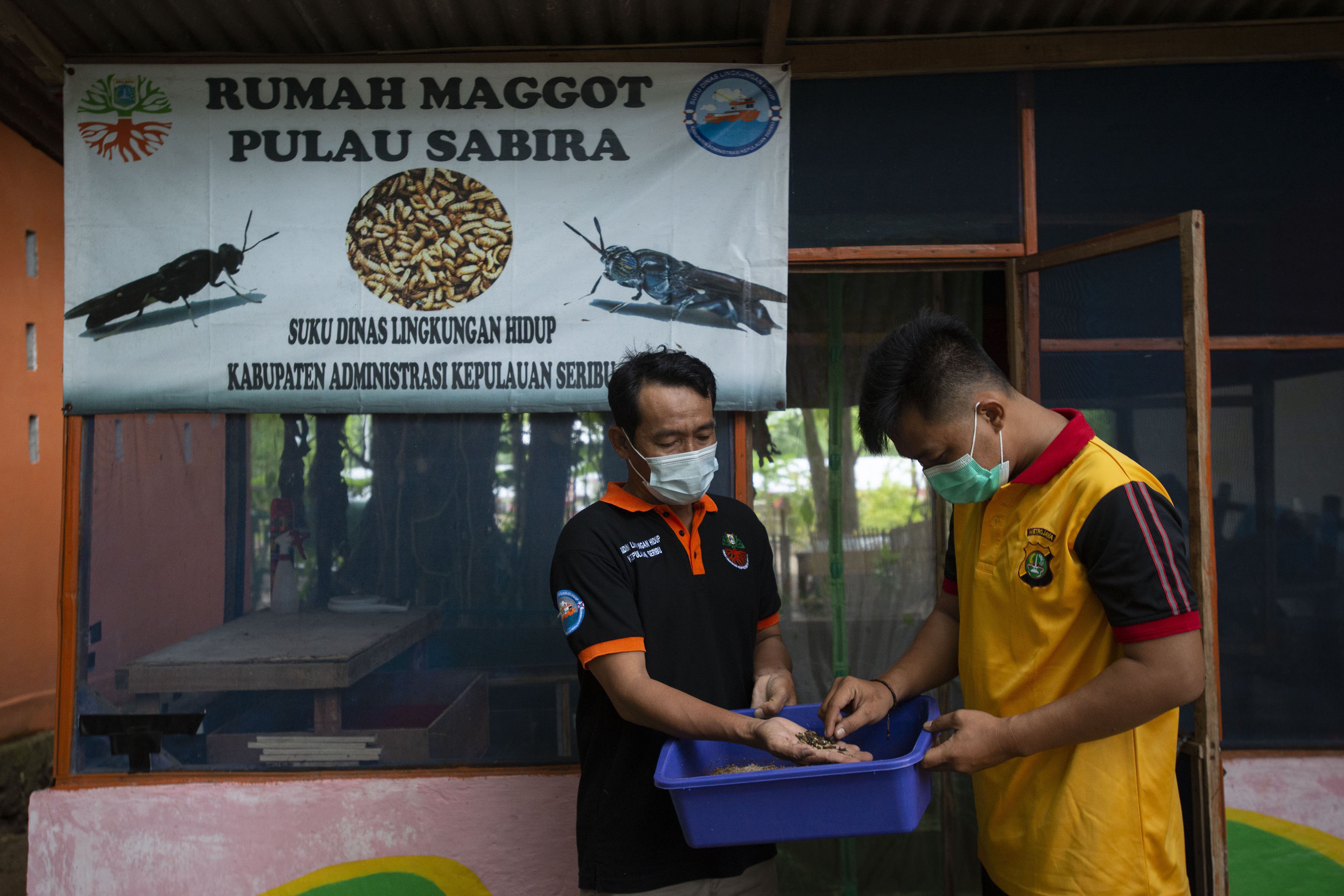Petugas Bank Sampah Sabira Bersih Gembira menunjukkan ulat maggot yang diberi makan sampah organik dari limbah dapur warga di Pulau Sabira, Kepulauan Seribu, Provinsi DKI Jakarta.