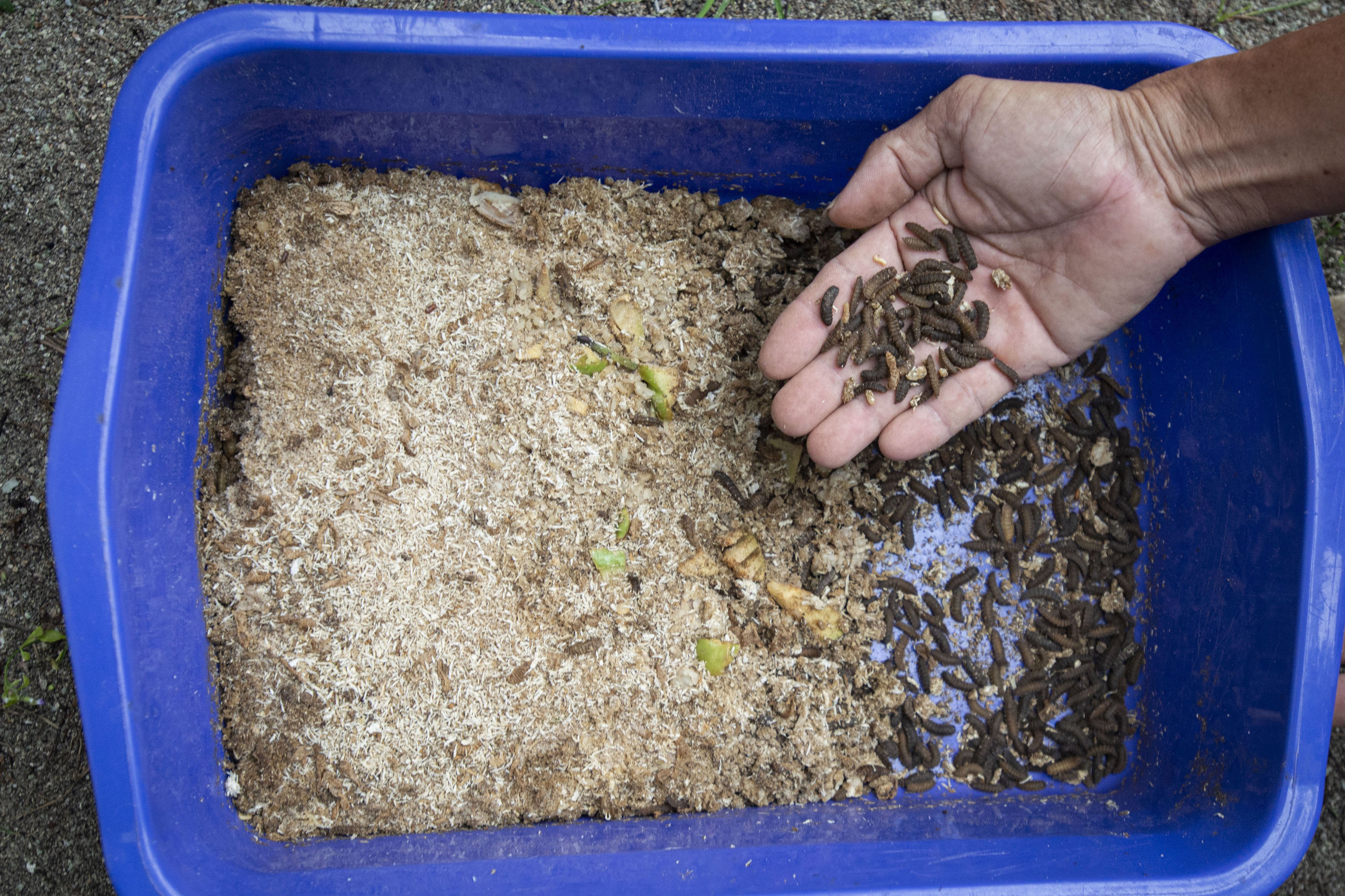 Petugas Bank Sampah Sabira Bersih Gembira menunjukkan ulat maggot yang diberi makan sampah organik dari limbah dapur warga di Pulau Sabira, Kepulauan Seribu, Provinsi DKI Jakarta.