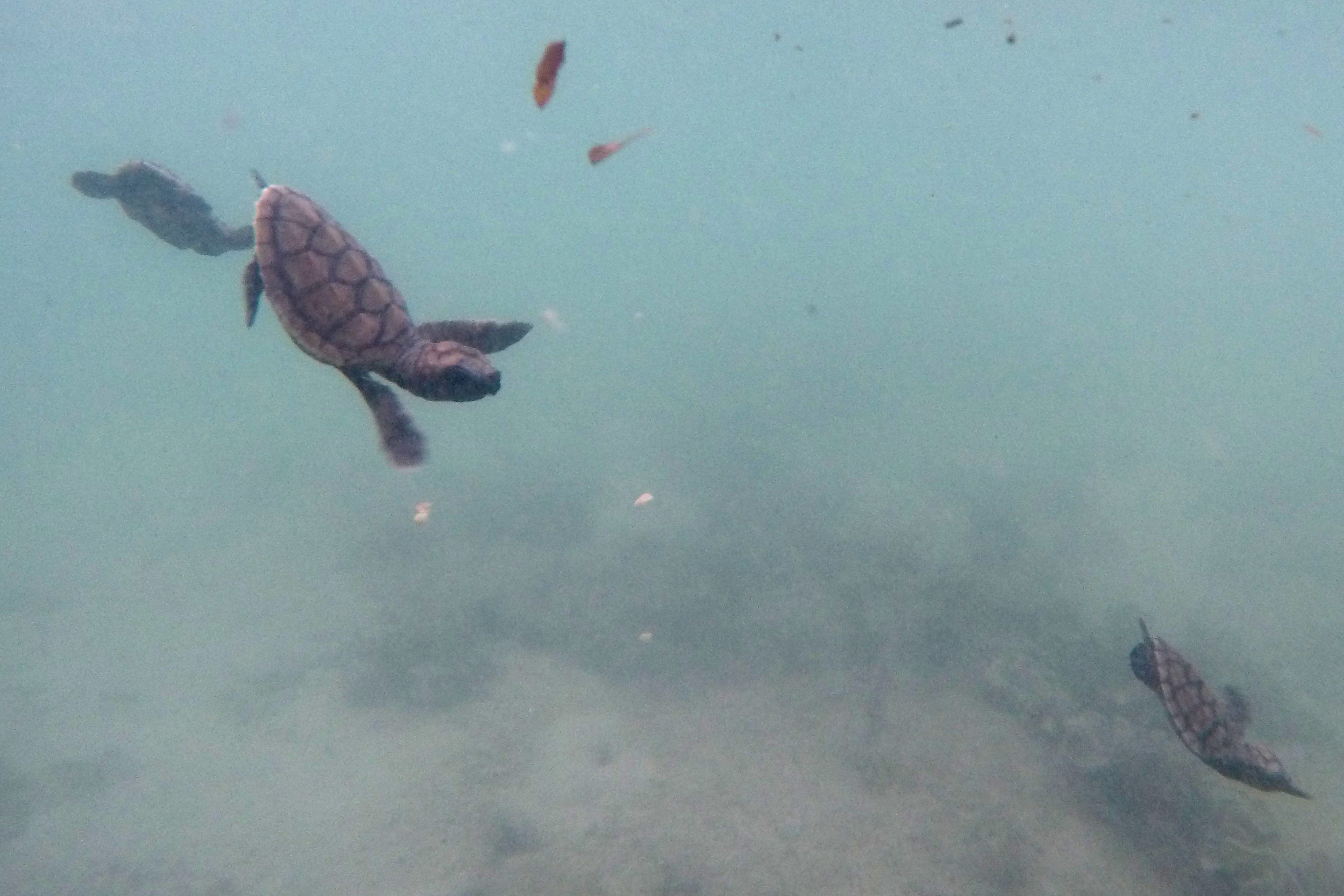 Seekor anak penyu sisik berenang di perairan Pulau Sabira, Kepulauan Seribu, Jakarta.