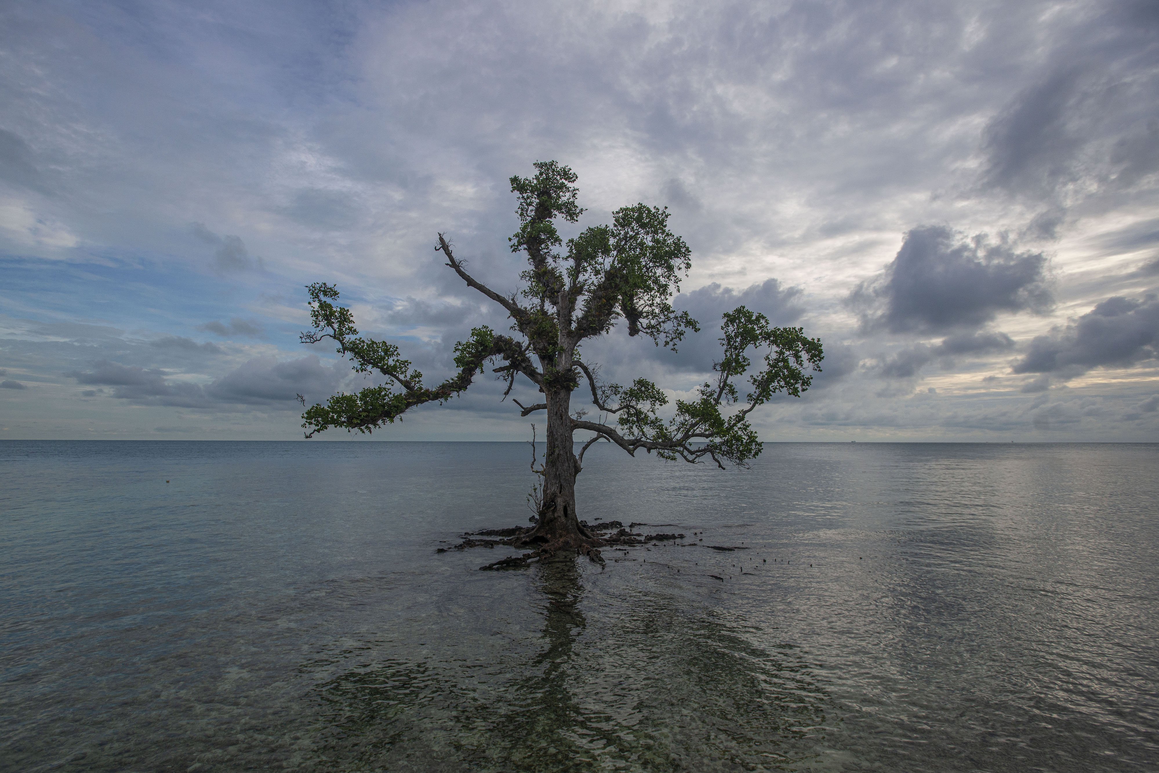 Sebuah pohon bakau berdiri tegak di sudut Pantai Pulau Sabira, Kepulauan Seribu, Jakarta.