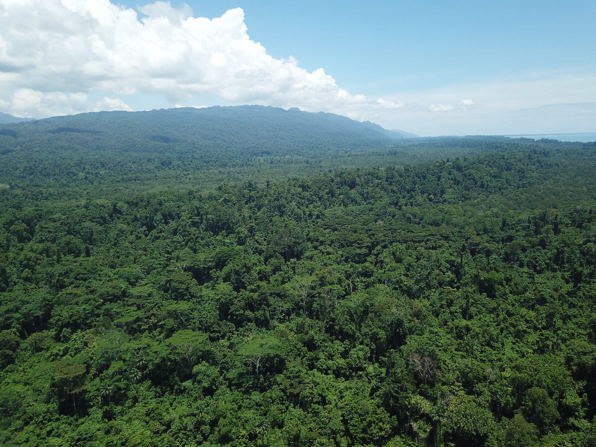 Sinergi Pembangunan Hijau Dari Tanah Papua