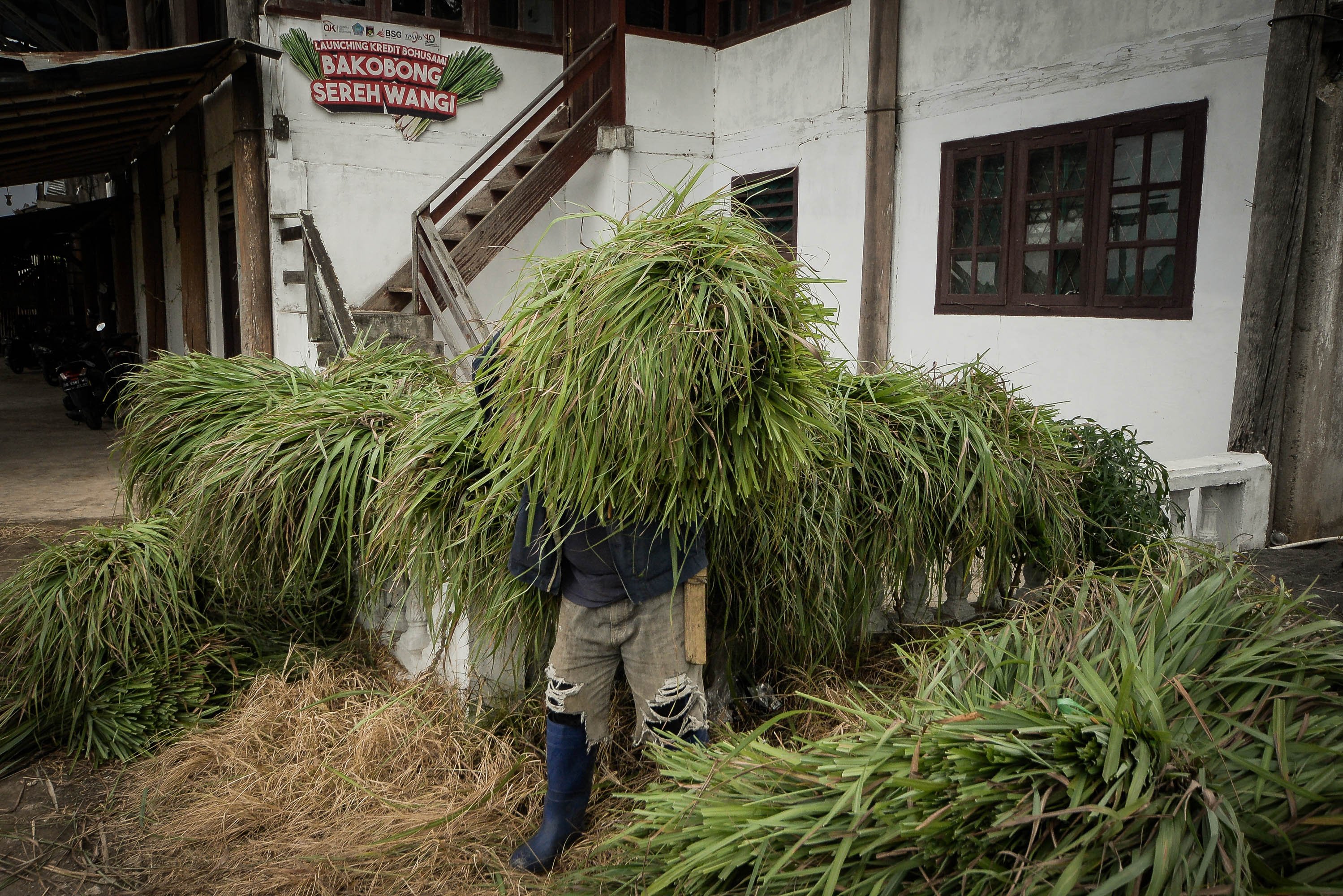 Pekerja membawa ikatan daun serai wangi yang sudah dipanen di Desa Tountimomor, Kakas Barat, Minahasa, Sulawesi Utara.