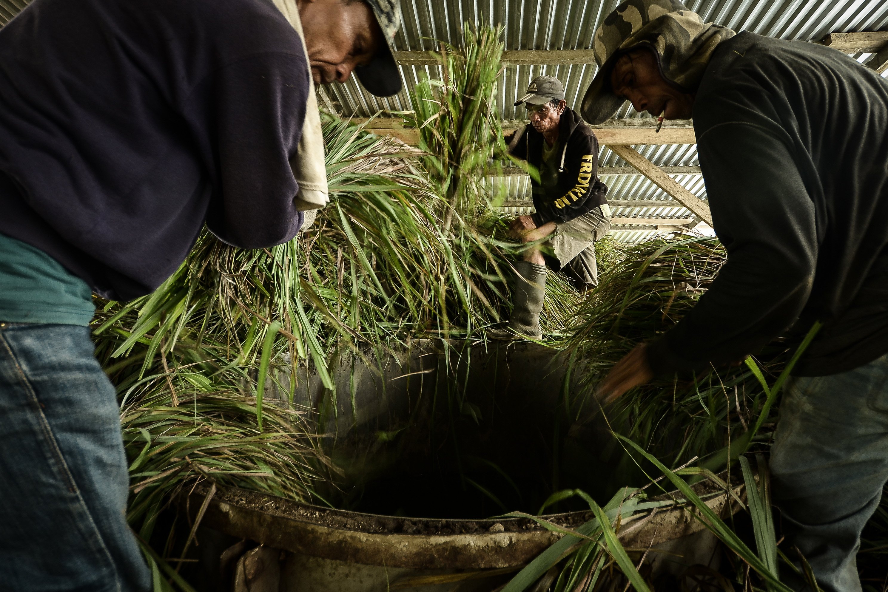 Sejumlah pekerja memasukkan daun serai wangi ke dalam tungku penyulingan di Desa Tountimomor, Kakas Barat, Minahasa, Sulawesi Utara. Minyak hasil sulingan serai wangi digunakan sebagai bahan pembuatan minyak wangi, sabun, sampo dan produk lainnya. 