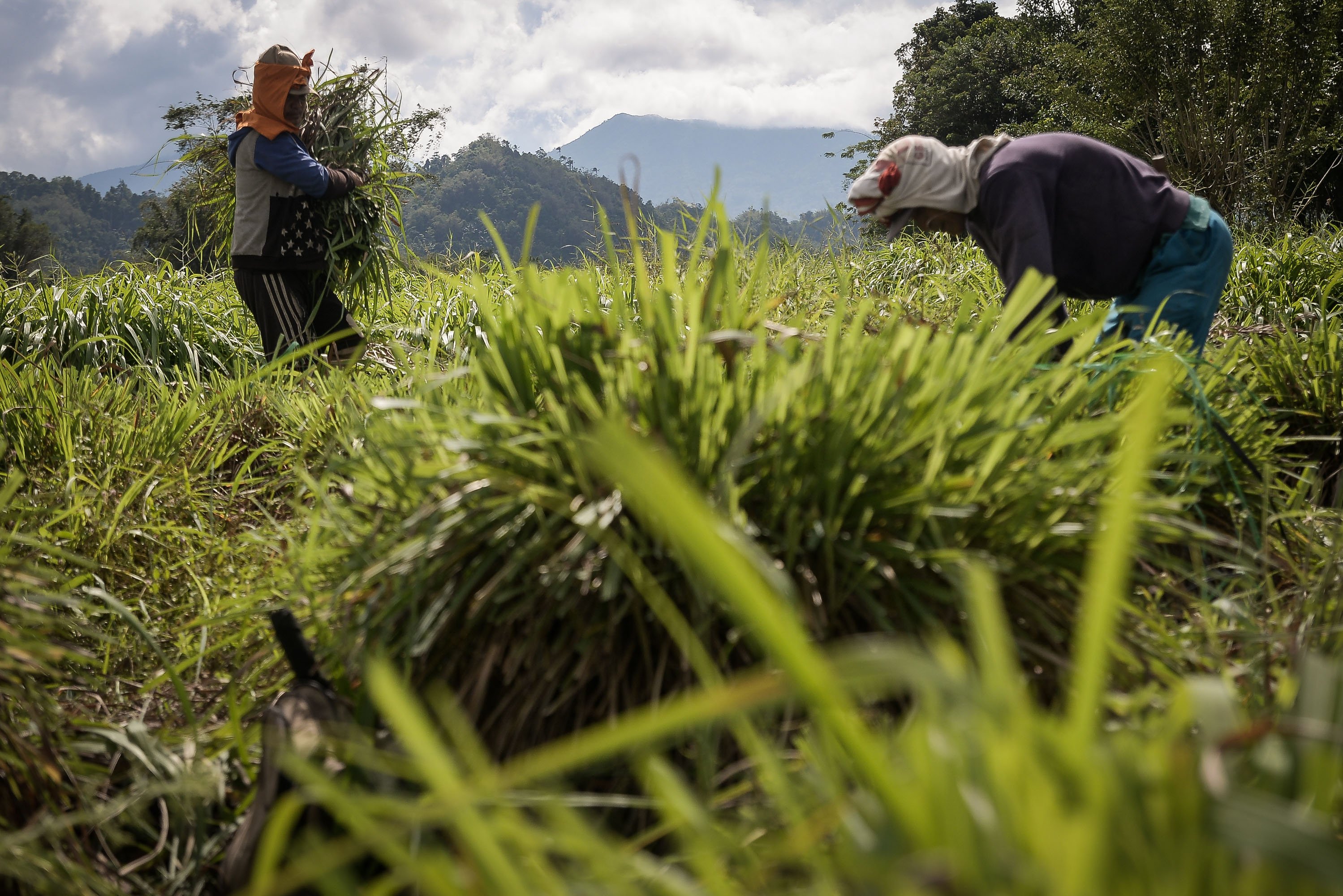 Sejumlah petani memanen tanaman serai wangi yang sudah dipanen di Desa Tountimomor, Kakas Barat, Minahasa, Sulawesi Utara.