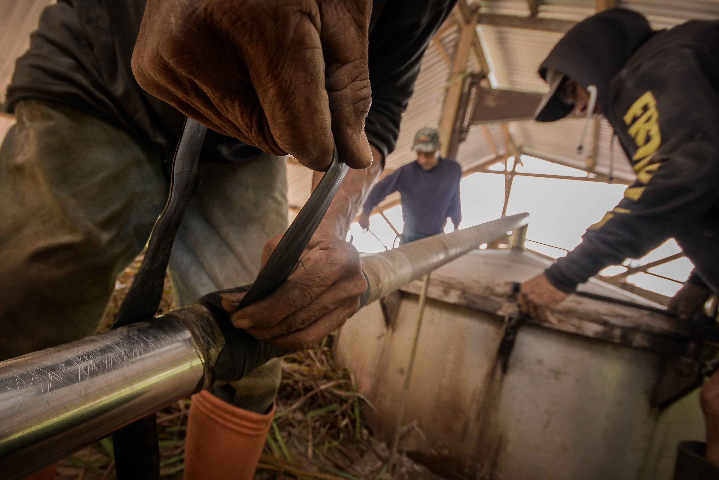Sejumlah pekerja menyiapkan proses penyulingan serai wangi di Desa Tountimomor, Kakas Barat, Minahasa, Sulawesi Utara. Minyak hasil sulingan serai wangi digunakan sebagai bahan pembuatan minyak wangi, sabun, sampo dan produk lainnya.