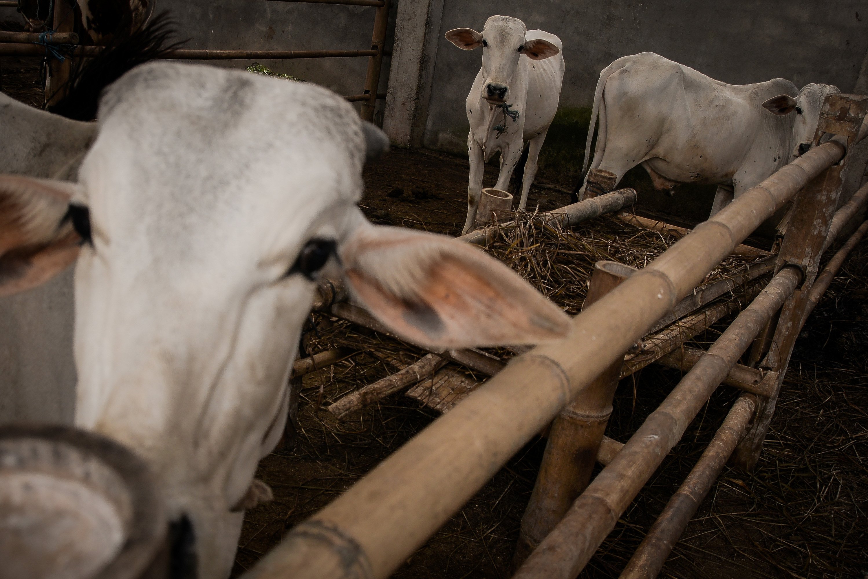 Hewan ternak mamakan daun serai wangi sisa hasil penyulingan untuk pakan ternak di Desa Tountimomor, Kakas Barat, Minahasa, Sulawesi Utara. 