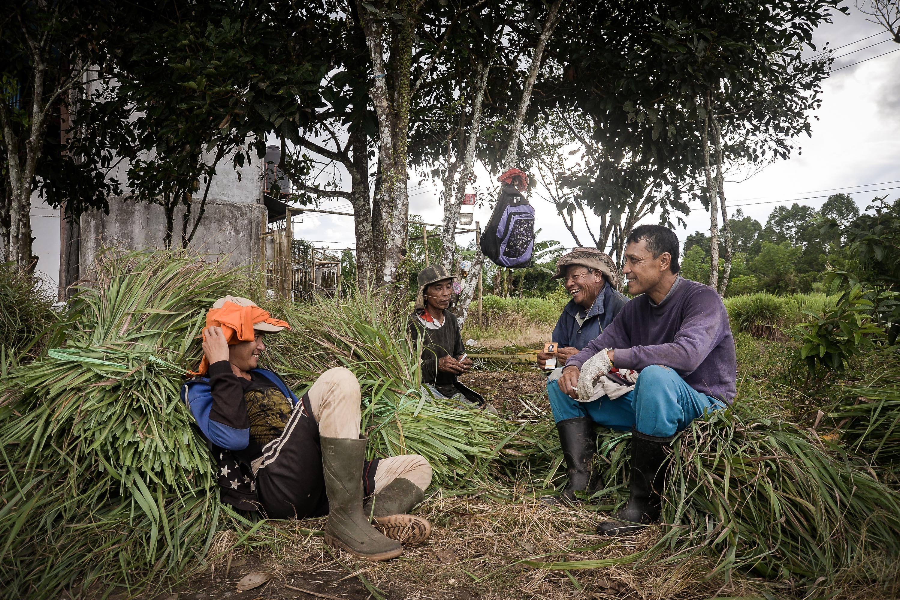 Sejumlah petani berisitrahat usai memanen tanaman serai wangi yang sudah dipanen di Desa Tountimomor, Kakas Barat, Minahasa, Sulawesi Utara.