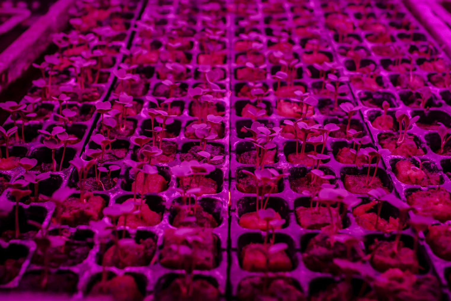 Sejumlah bibit tanaman sayuran diberikan sinar LED pada sebuah gudang di Sentra Farm, Cimanggis, Depok, Jawa Barat, Rabu (19/1/2022). Beragam sayuran seperti selada keriting, romaine, oakleaf green, siomak, kailan dan lainnya dibudidayakan dalam ruangan yang penyinaran dan suhunya tetap stabil di Sentra Farm mampu memproduksi 10/30 kilogram Perhari.