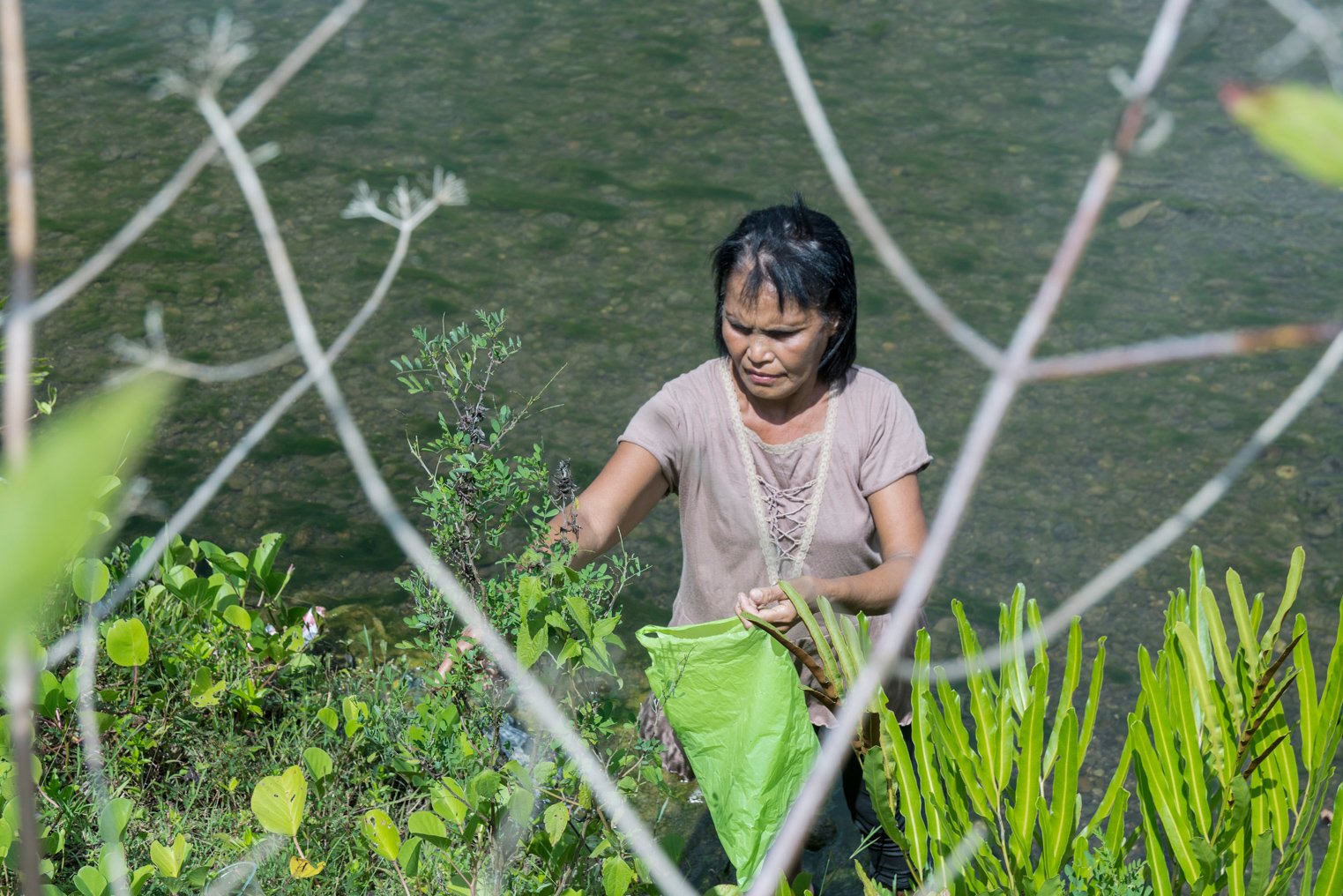 Anggota kelompok Ralsasam memetik daun taro yang digunakan sebagai pewarna alami kain tenun ikat Tanimbar, Ambon, Maluku. ANTARA FOTO/ FB Anggoro/AW.