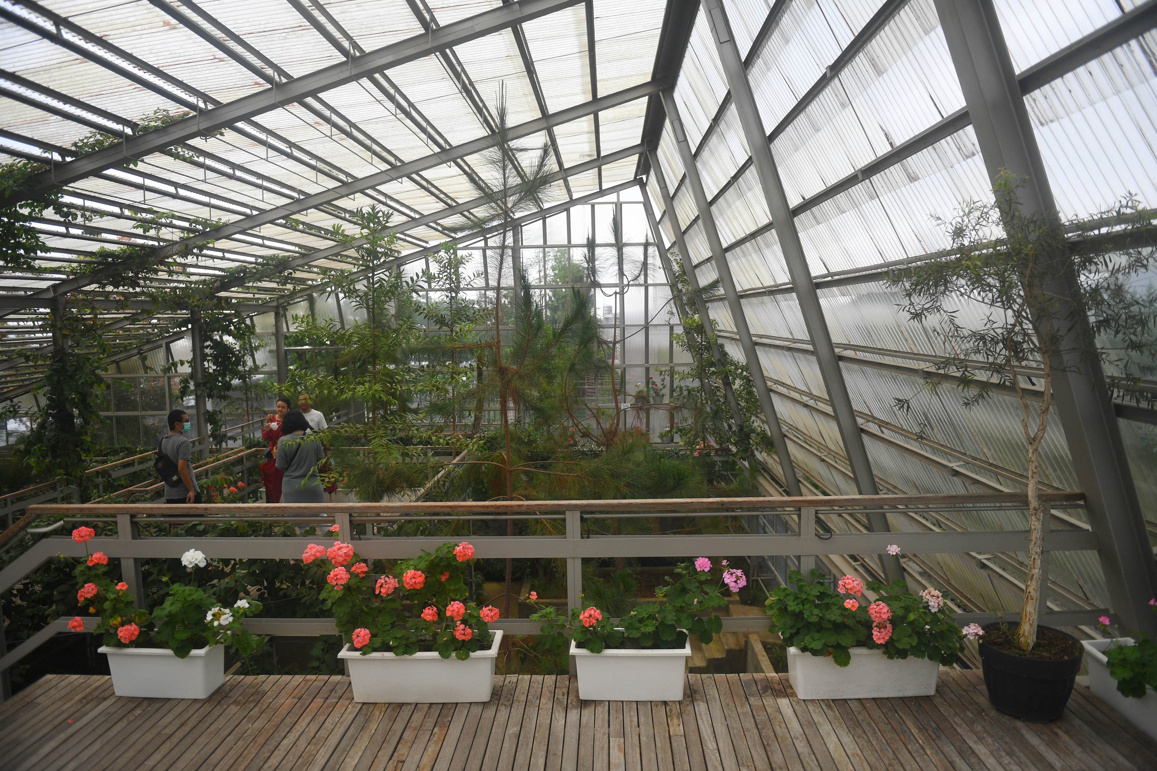 Sejumlah tanaman atsiri dipajang di taman aromatik Rumah Atsiri Indonesia, Tawangmangu, Karanganyar, Jawa Tengah. Sejarah Rumah Atsiri sendiri berawal dari kerja sama antara pemerintah Indonesia dan Bulgaria untuk mengolah minyak atsiri dengan bahan dasar sereh wangi atau cittronella pada tahun 1963.