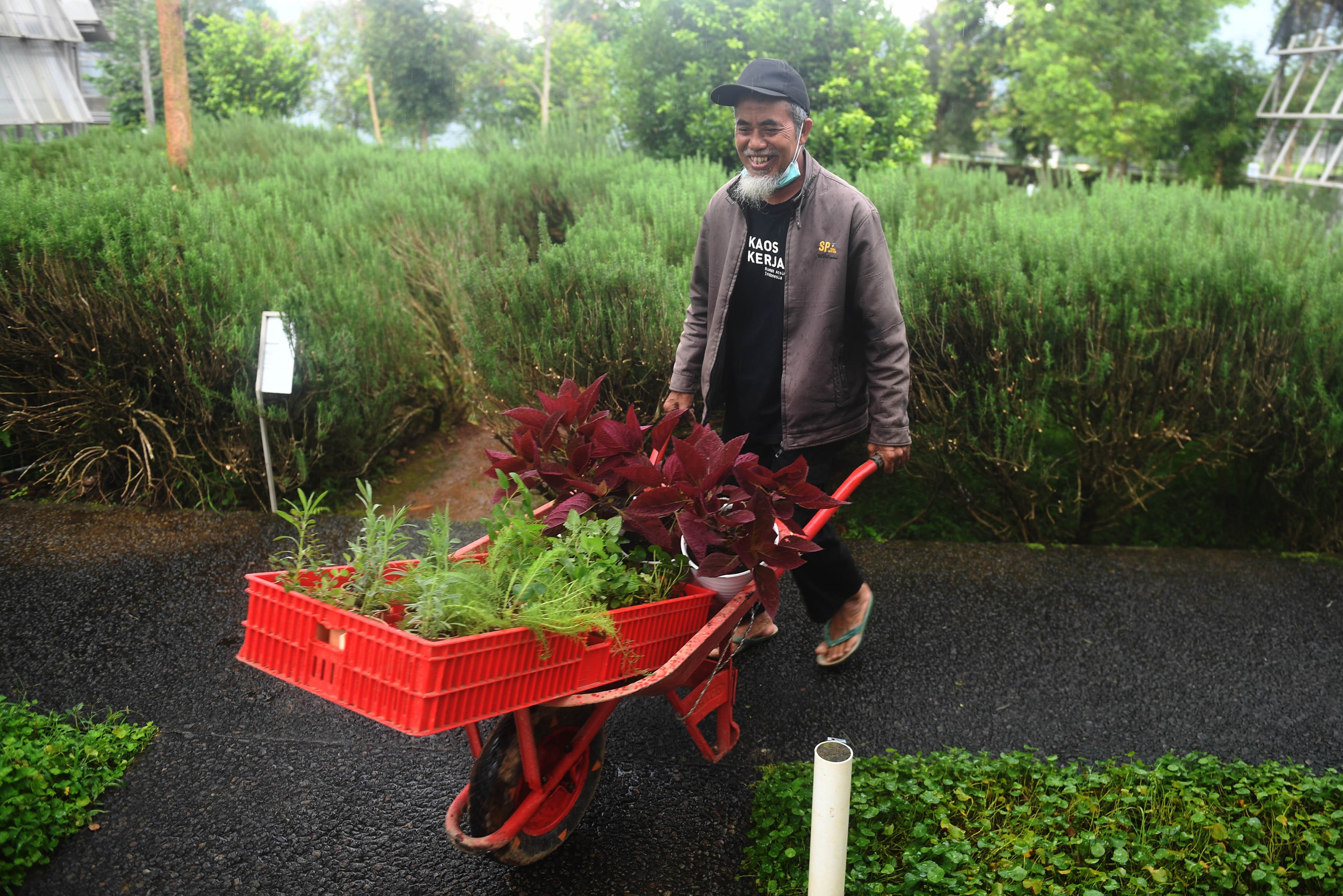 Pekerja membawa tanaman atsiri di taman aromatik Rumah Atsiri Indonesia, Tawangmangu, Karanganyar, Jawa Tengah. Sejarah Rumah Atsiri sendiri berawal dari kerja sama antara pemerintah Indonesia dan Bulgaria untuk mengolah minyak atsiri dengan bahan dasar sereh wangi atau cittronella pada tahun 1963.