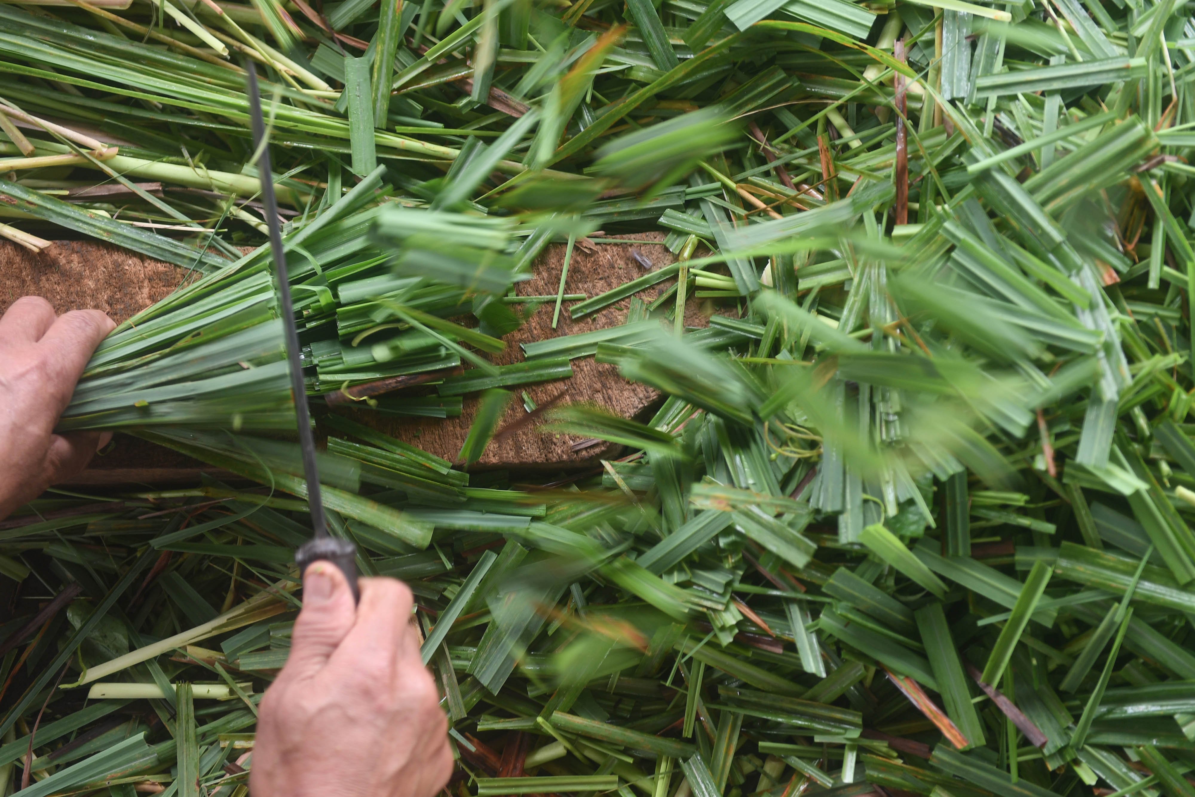 Pekerja mencacah tanaman sereh sebelum dijadikan minyak atsiri di taman aromatik Rumah Atsiri Indonesia, Tawangmangu, Karanganyar, Jawa Tengah. Sejarah Rumah Atsiri sendiri berawal dari kerja sama antara pemerintah Indonesia dan Bulgaria untuk mengolah minyak atsiri dengan bahan dasar sereh wangi atau cittronella pada tahun 1963.