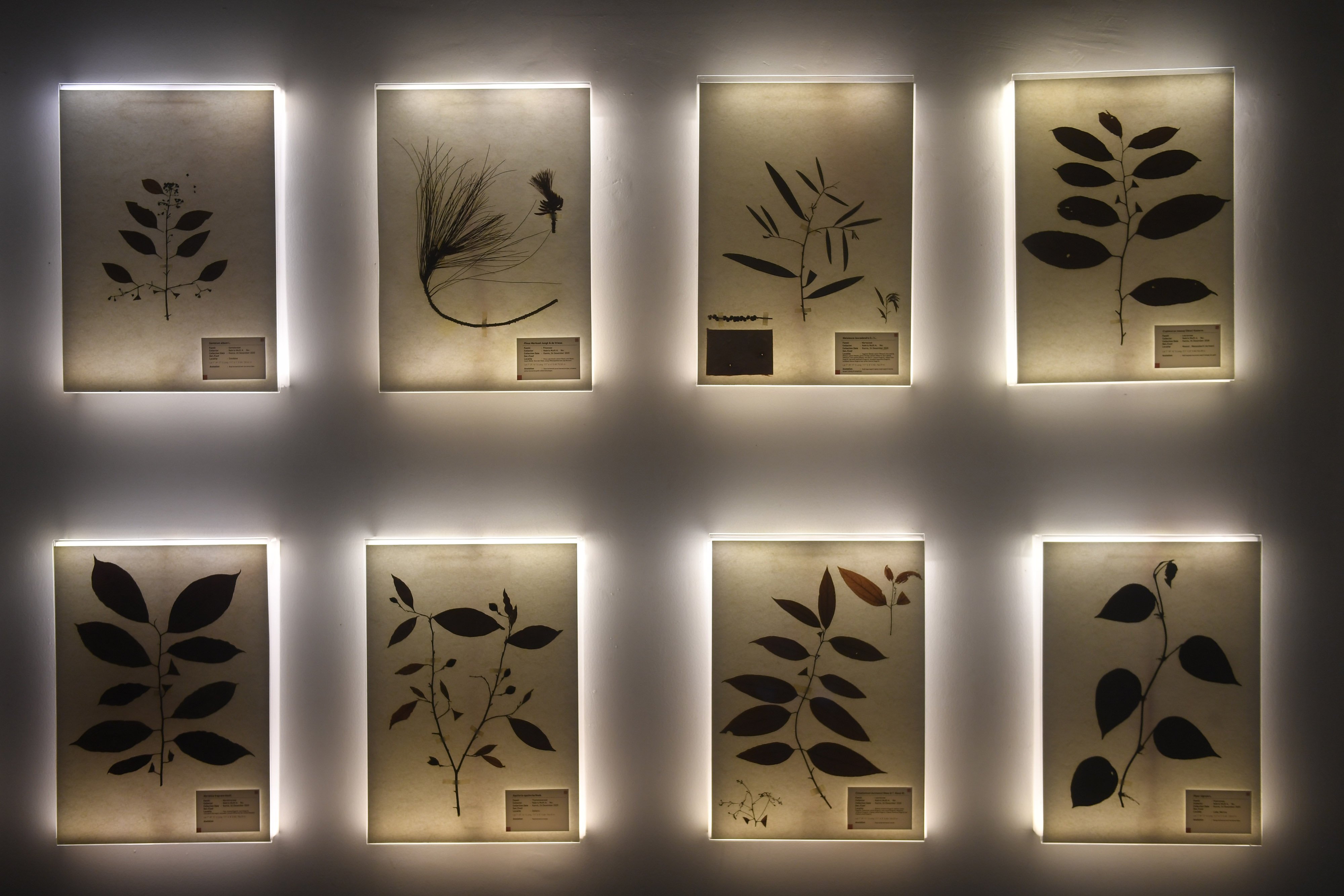 Sejumlah tanaman atsiri yang dikeringkan dipajang di Museum Rumah Atsiri Indonesia, Tawangmangu, Karanganyar, Jawa Tengah. Sejarah Rumah Atsiri sendiri berawal dari kerja sama antara pemerintah Indonesia dan Bulgaria untuk mengolah minyak atsiri dengan bahan dasar sereh wangi atau cittronella pada tahun 1963.