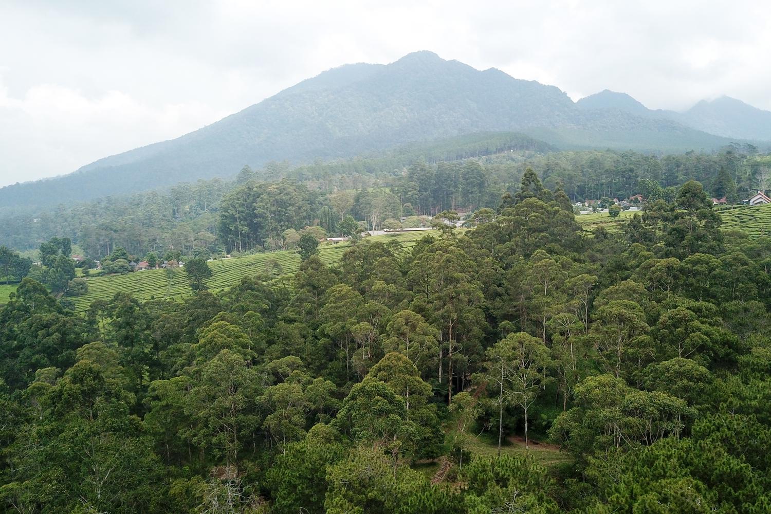 PENYUSUTAN KAWASAN HUTAN DI PULAU JAWA
