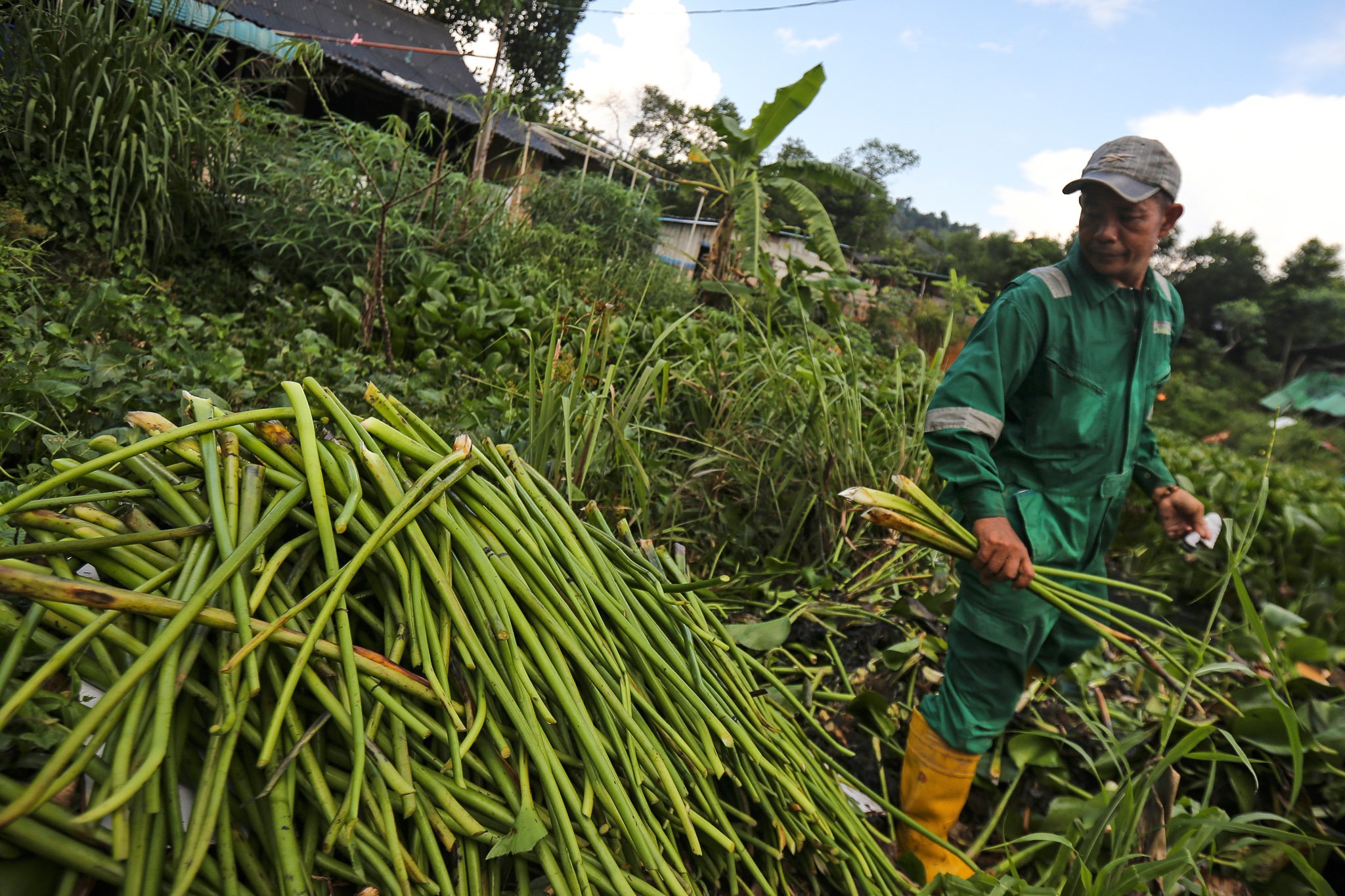 Pekerja mengambil tanaman eceng gondok yang dijadikan bahan dasar kerajinan di Isna Puring, Batam, Kepulauan Riau.