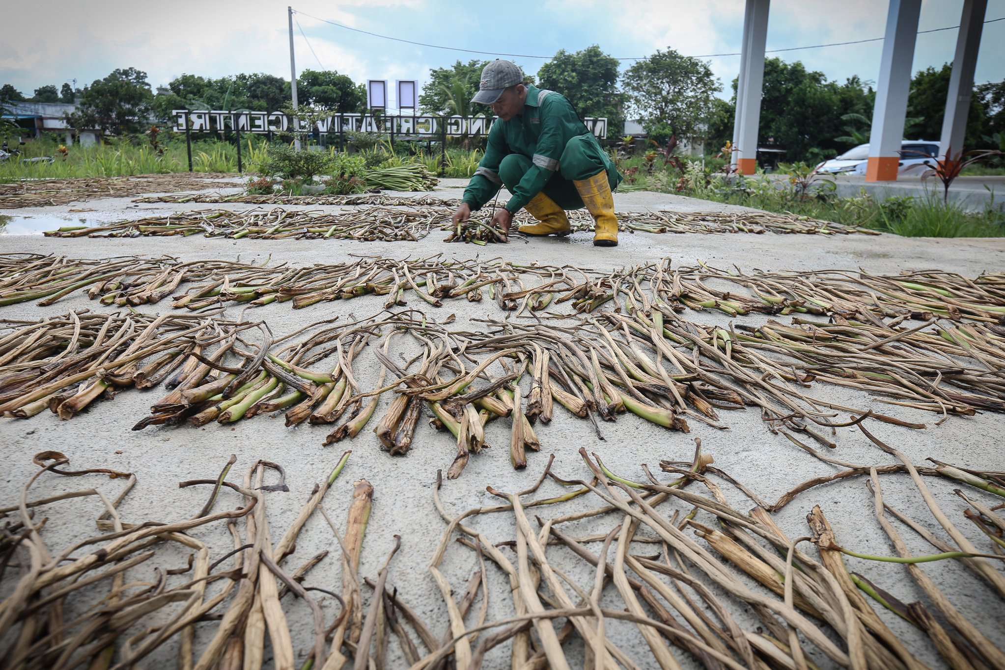 Pekerja menjemur tanaman eceng gondok yang dijadikan bahan dasar kerajinan di Isna Puring, Batam, Kepulauan Riau.