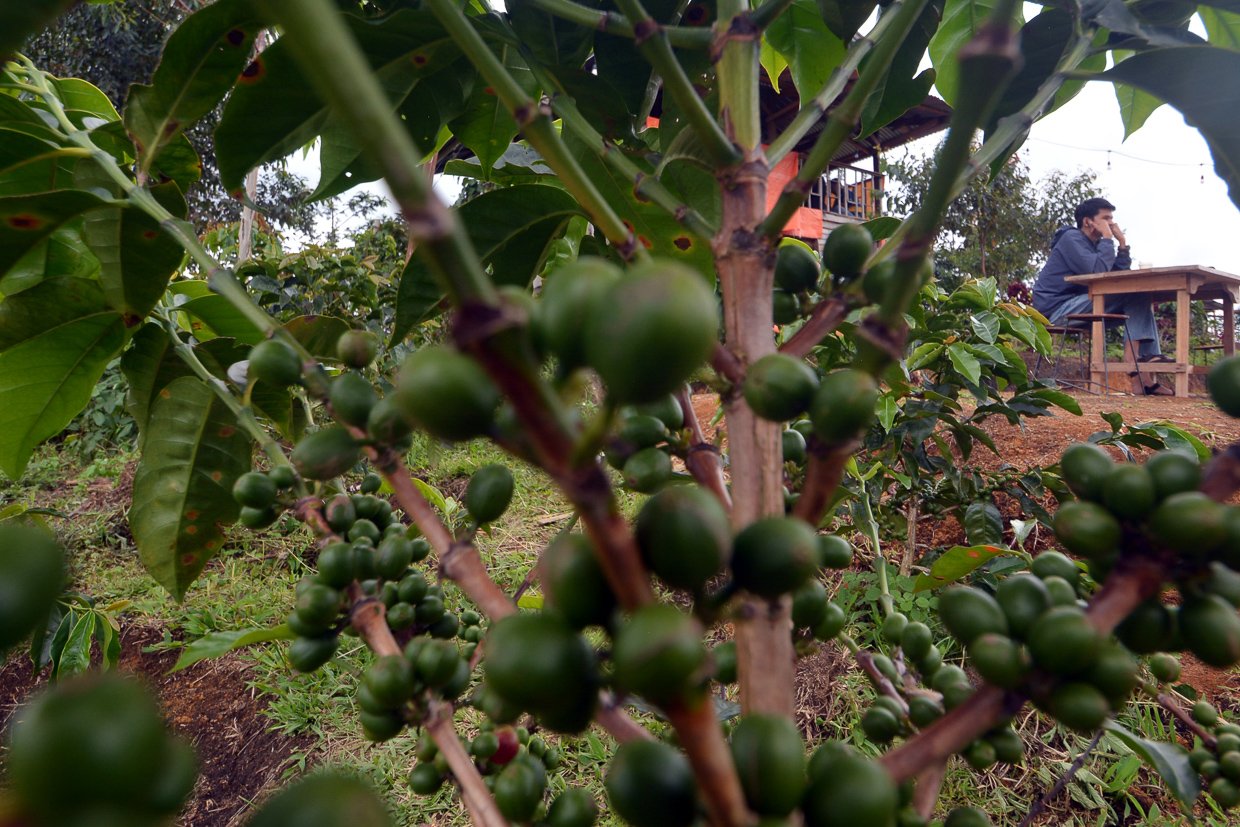 Pengunjung menikmati Kopi Solok Radjo dan panorama alam di Kafe Kopi Solok Radjo di Nagari Aia Dingin, Kecamatan Lembah Gumanti, Kabupaten Solok, Sumatera Barat.