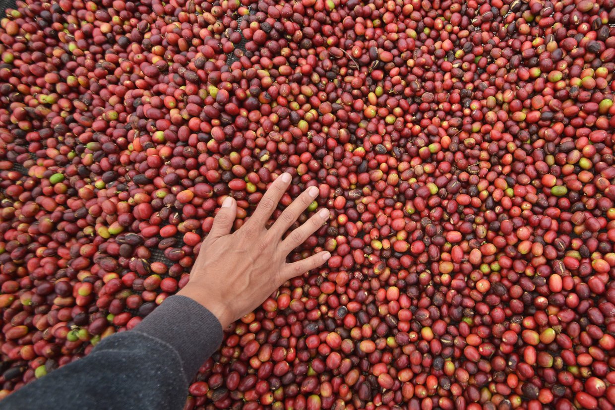 Petugas memeriksa kualitas biji kopi di pengolahan Kopi Solok Radjo di Nagari Aia Dingin, Kecamatan Lembah Gumanti, Kabupaten Solok, Sumatera Barat.