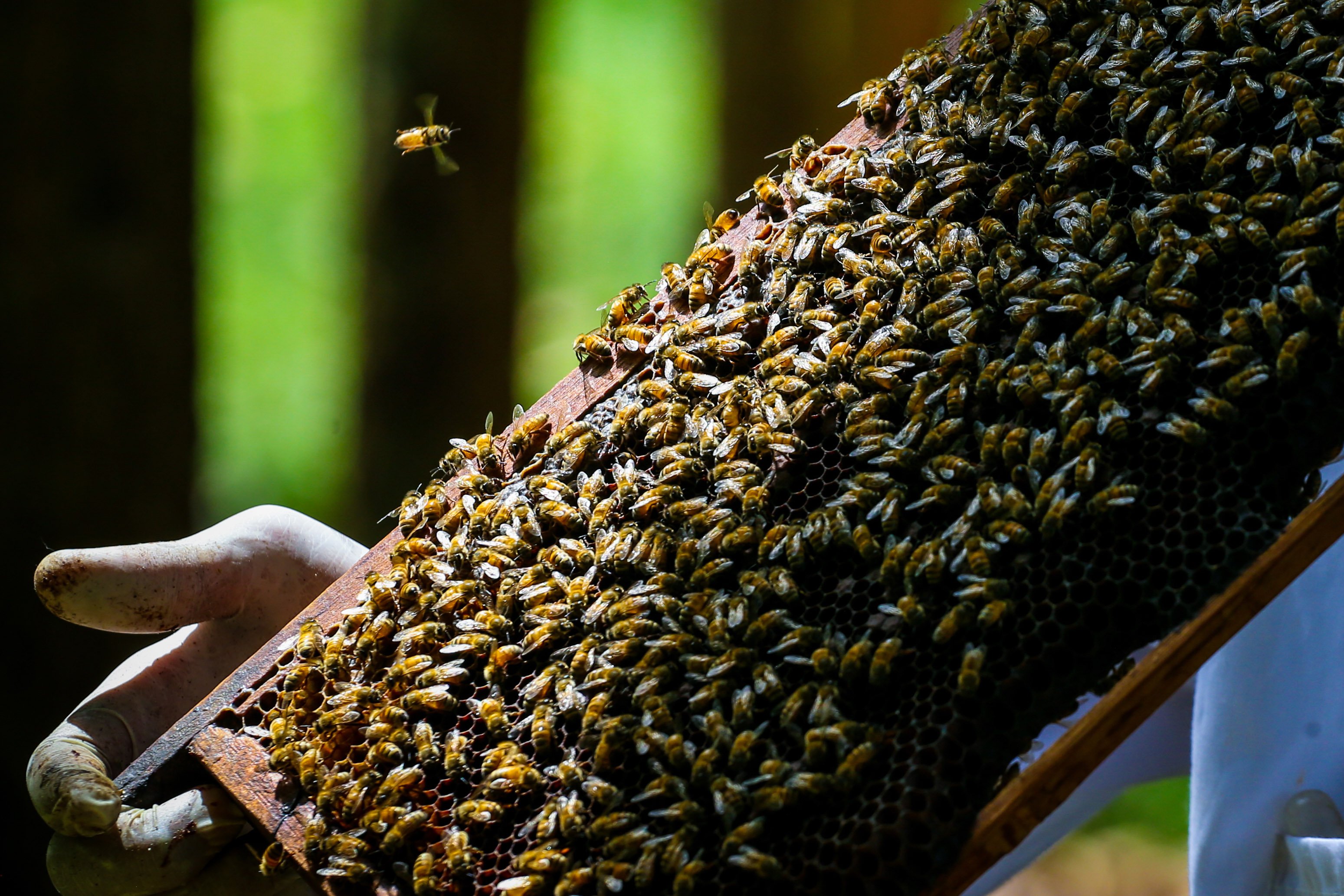 Pemburu madu menunjukan sarang lebah Apis Mallifera di Peternakan Lebah Madu Suhita, Teluk Betung, Kota Bandar Lampung, Lampung.