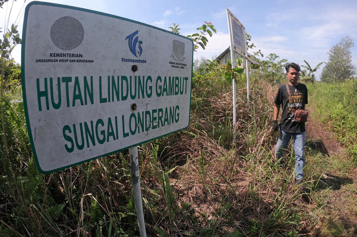 EKSPANSI AKASIA DI HUTAN LINDUNG GAMBUT JAMBI