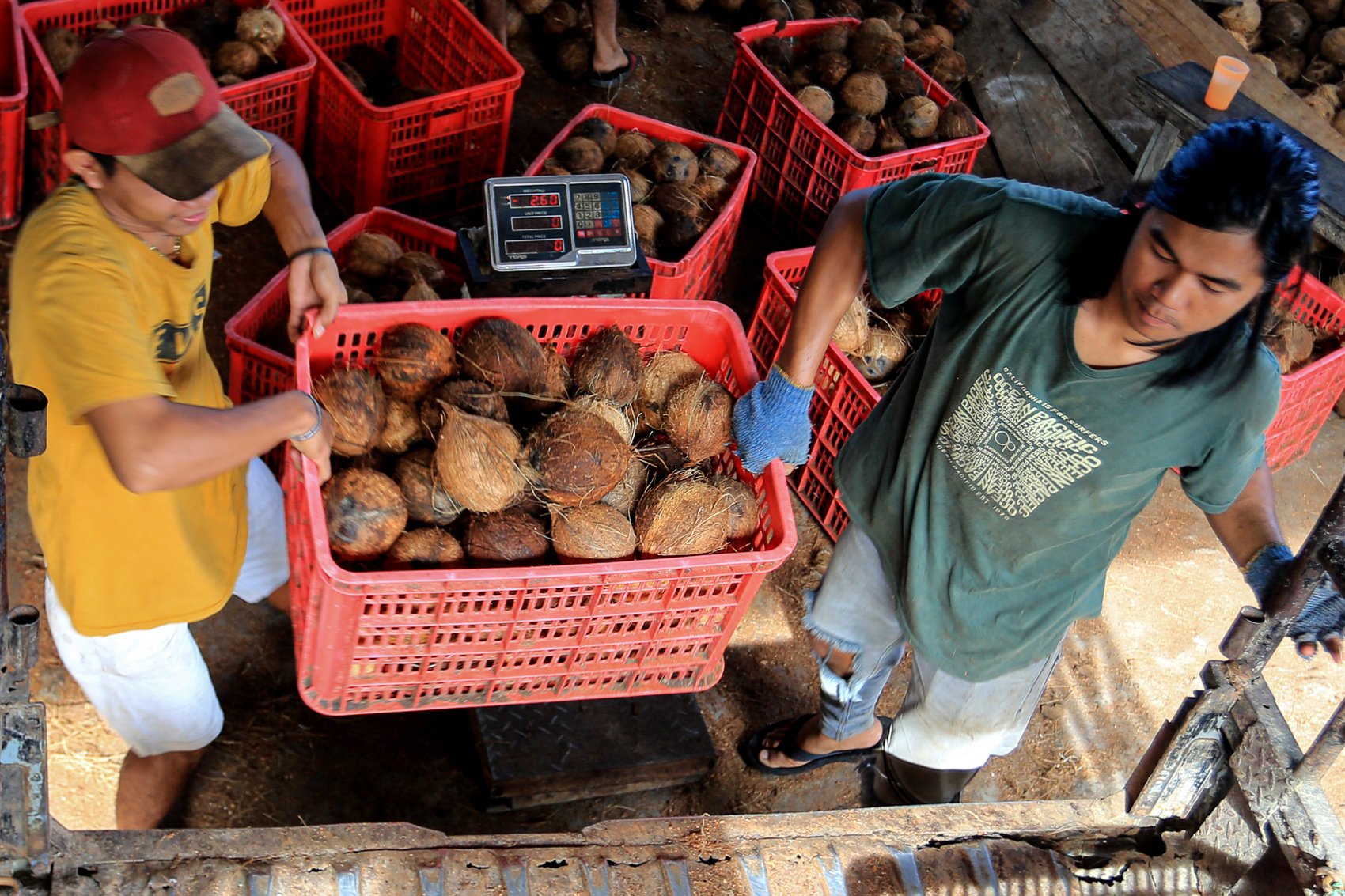 Pekerja mengangkut dan menyortir buah kelapa sebelum proses pembuatan minyak kelapa murni.