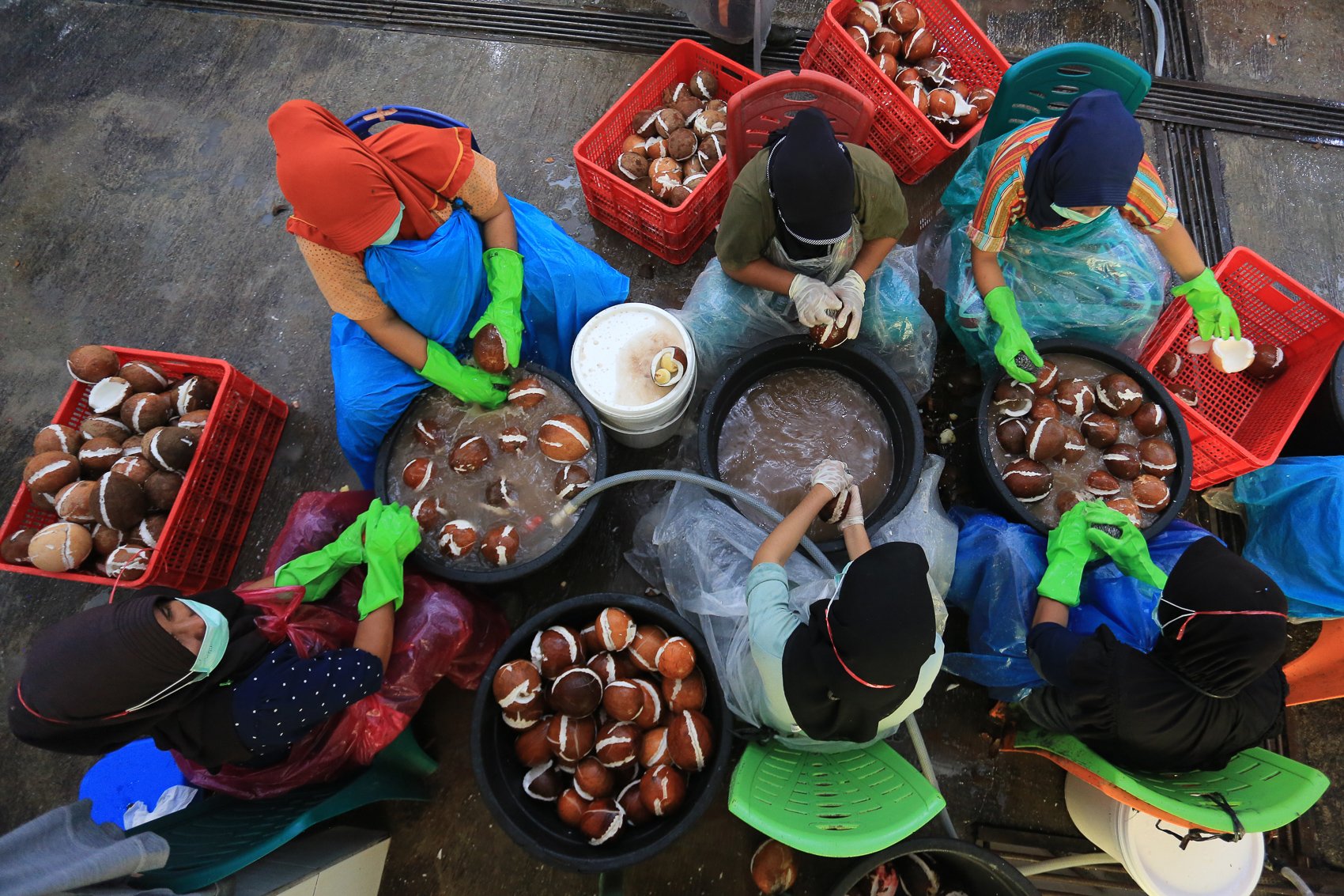 Pekerja mencuci daging buah kelapa sebelum diolah menjadi minyak kelapa murni