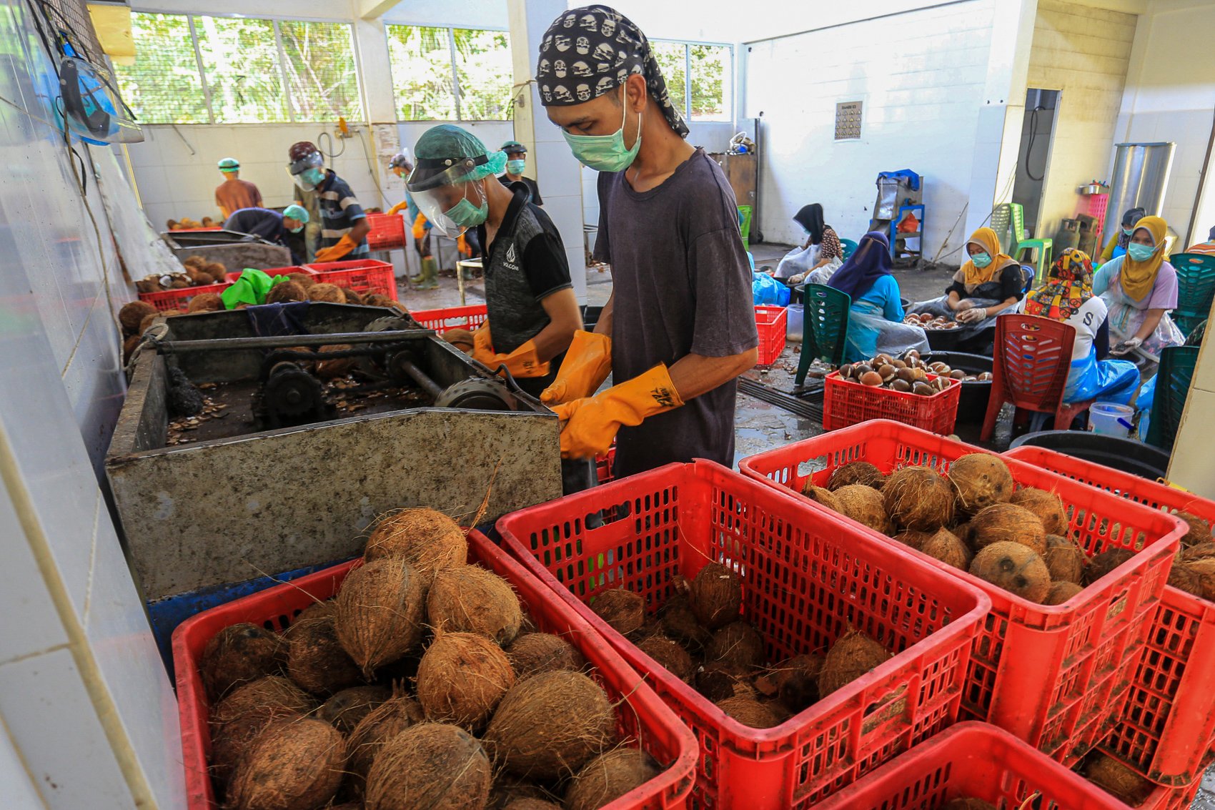 Pekerja melakukan pengupasan dan pencucian buah kelapa sebelum diolah menjadi minyak kelapa