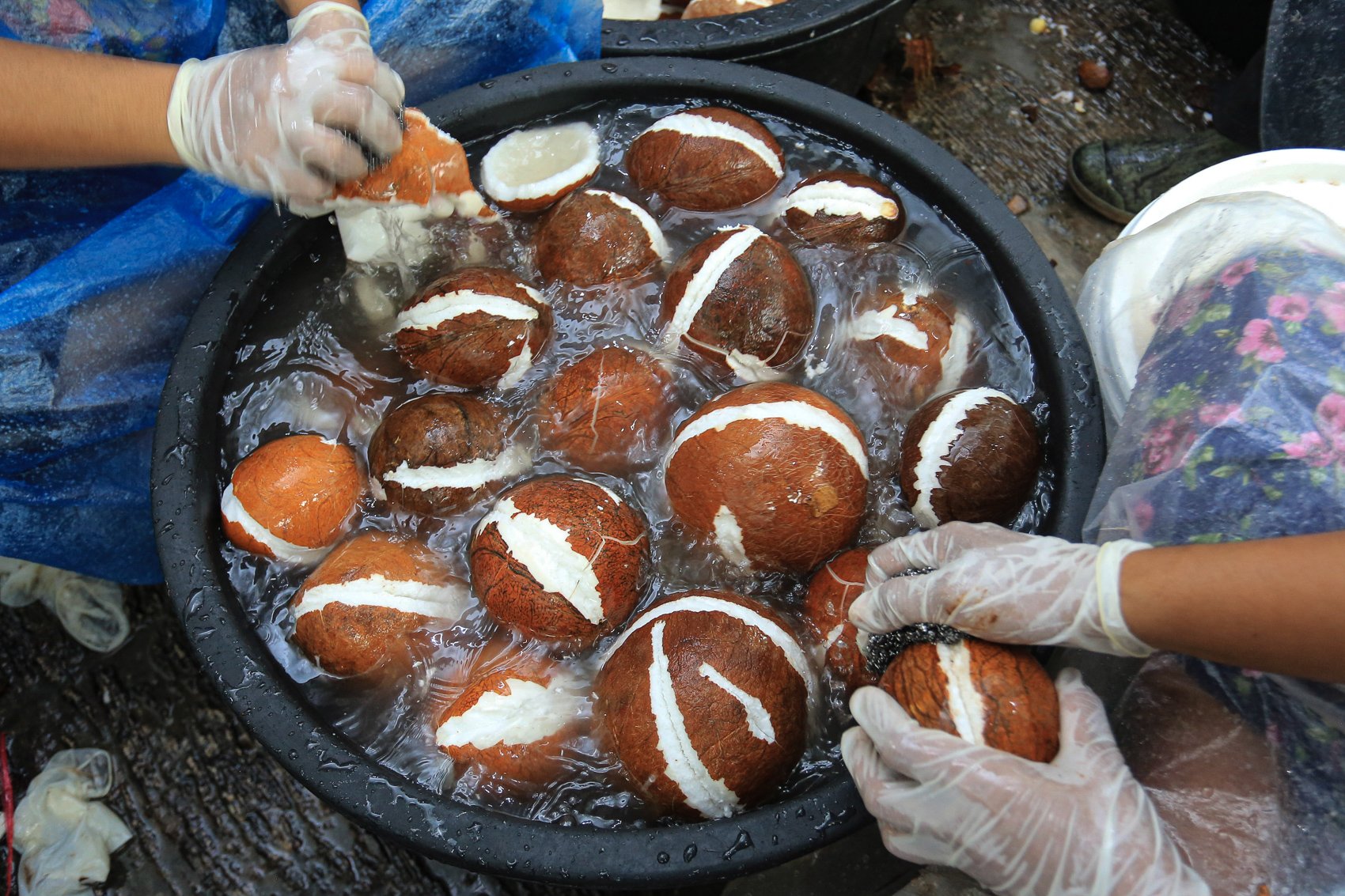 Pekerja mencuci buah kelapa setelah proses pengupasan untuk diolah menjadi minyak kelapa