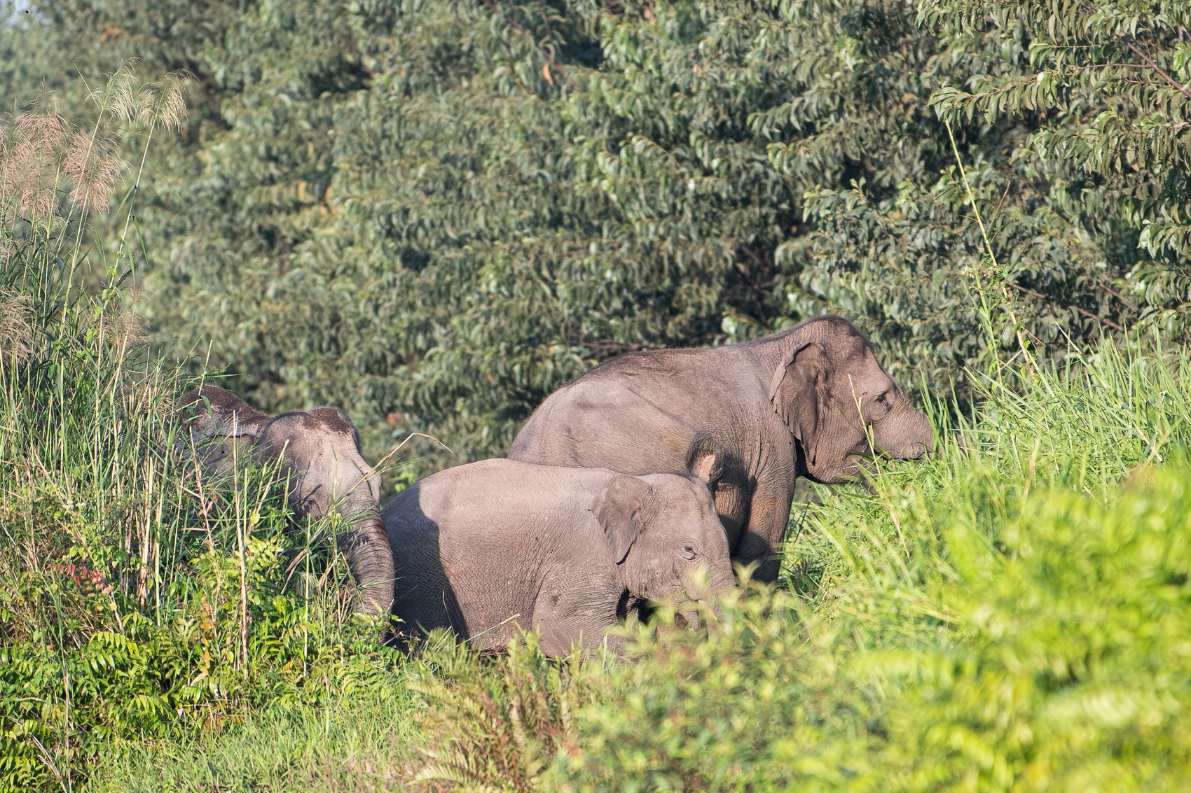 Tiga ekor gajah sumatera (Elephas Maximus Sumatranus) liar terlihat berjalan di sekitar kantong habitat Sugihan-Simpang Heran.