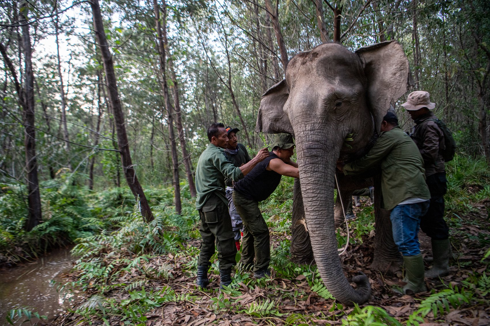 Sejumlah pawang memasangkan kalung GPS (GPS Collar) pada leher seekor gajah sumatera (Elephas Maximus Sumtranus) liar bernama Meisi yang berjenis kelamin betina.