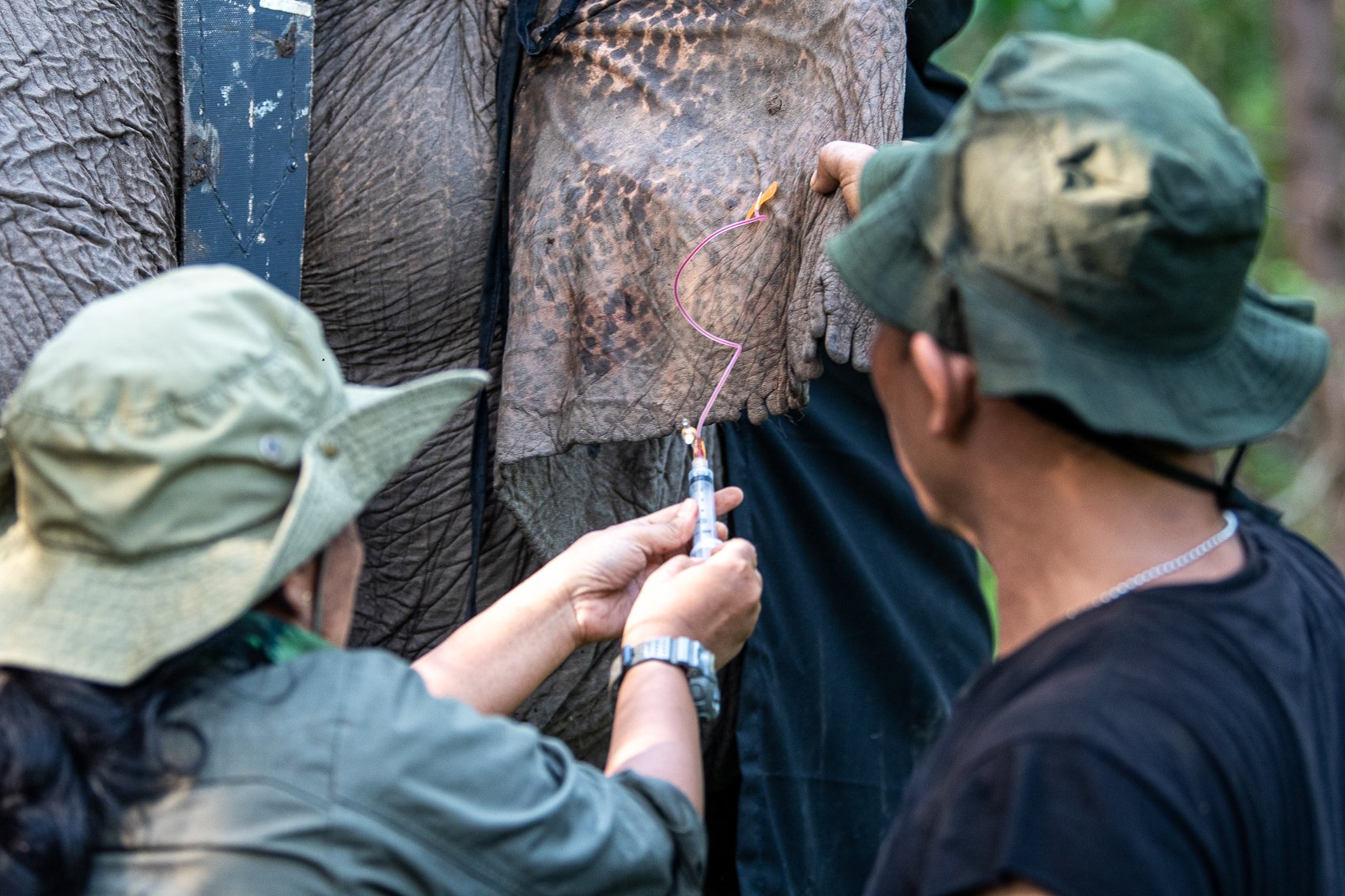Dokter hewan dari Balai Besar Taman Nasional Bukit Barisan Selatan (BBTN BBS) mengambil sampel darah seekor gajah sumatera (Elephas Maximus Sumatranus) saat pemasangan kalung GPS (GPS Collar).