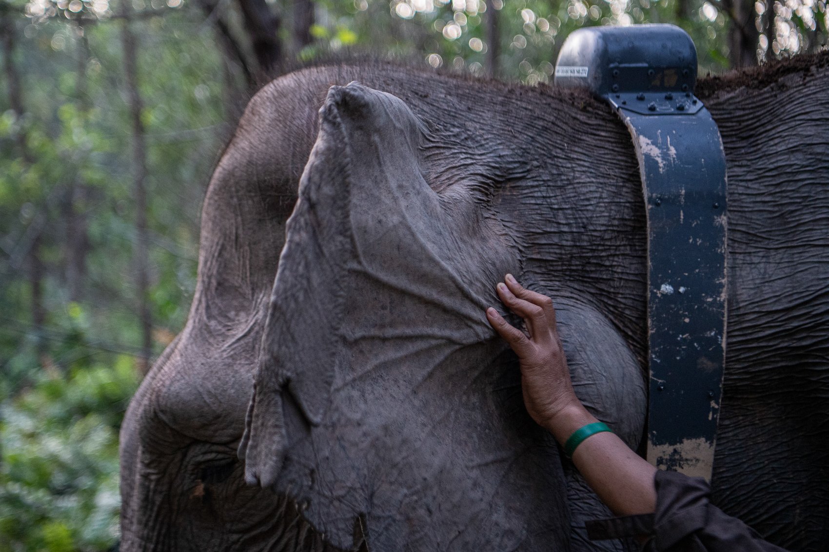 Seekor gajah sumatera (Elephas Maximus Sumatranus) liar bernama Meisi yang berjenis kelamin betina dipasangkan kalung GPS (GPS Collar).