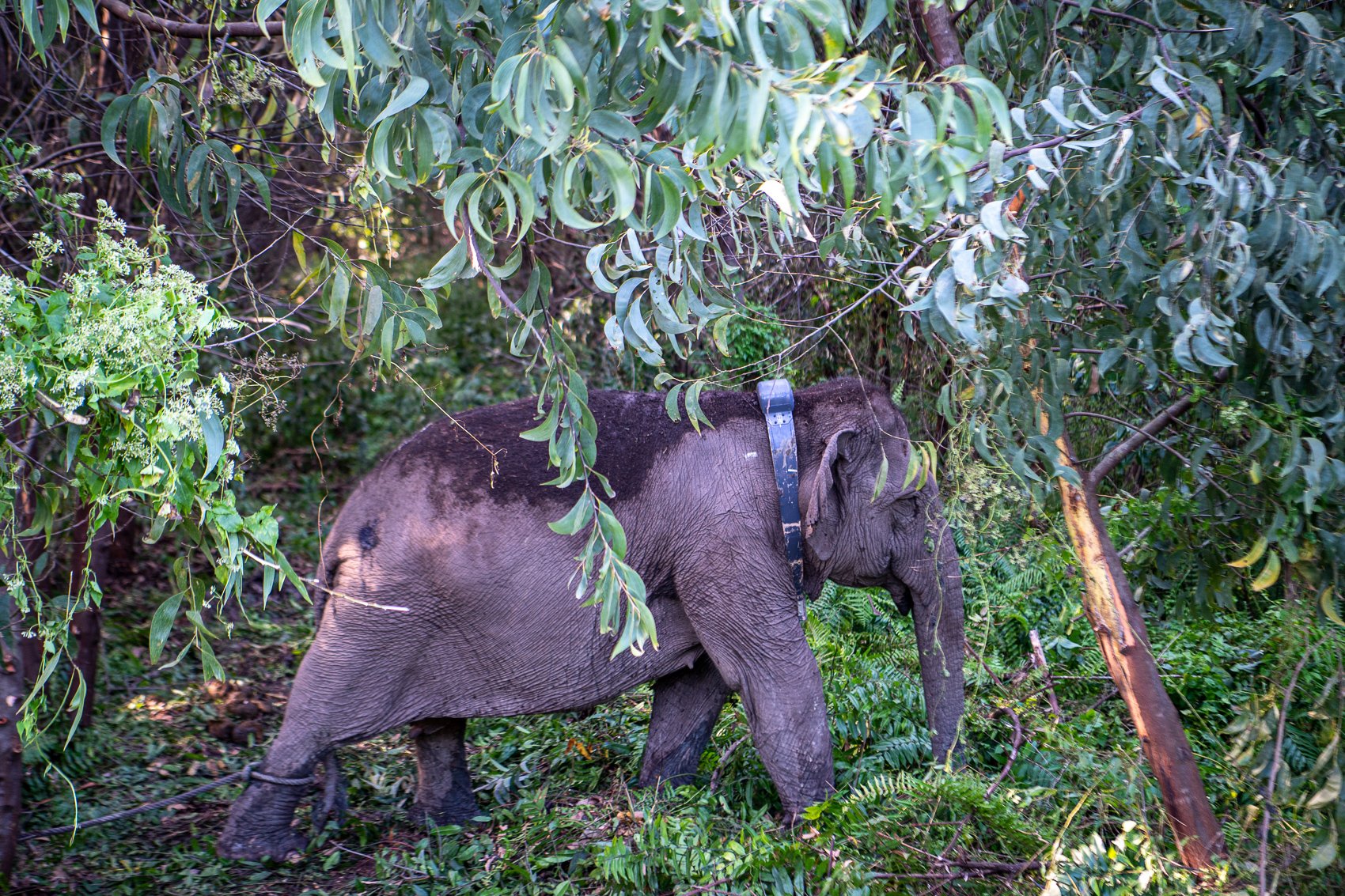 Seekor gajah sumatera (Elephas Maximus Sumatranus) liar bernama Meilaini yang berjenis kelamin betina terlihat berjalan menggunakan kalung GPS (GPS Collar) yang terpasang di lehernya.